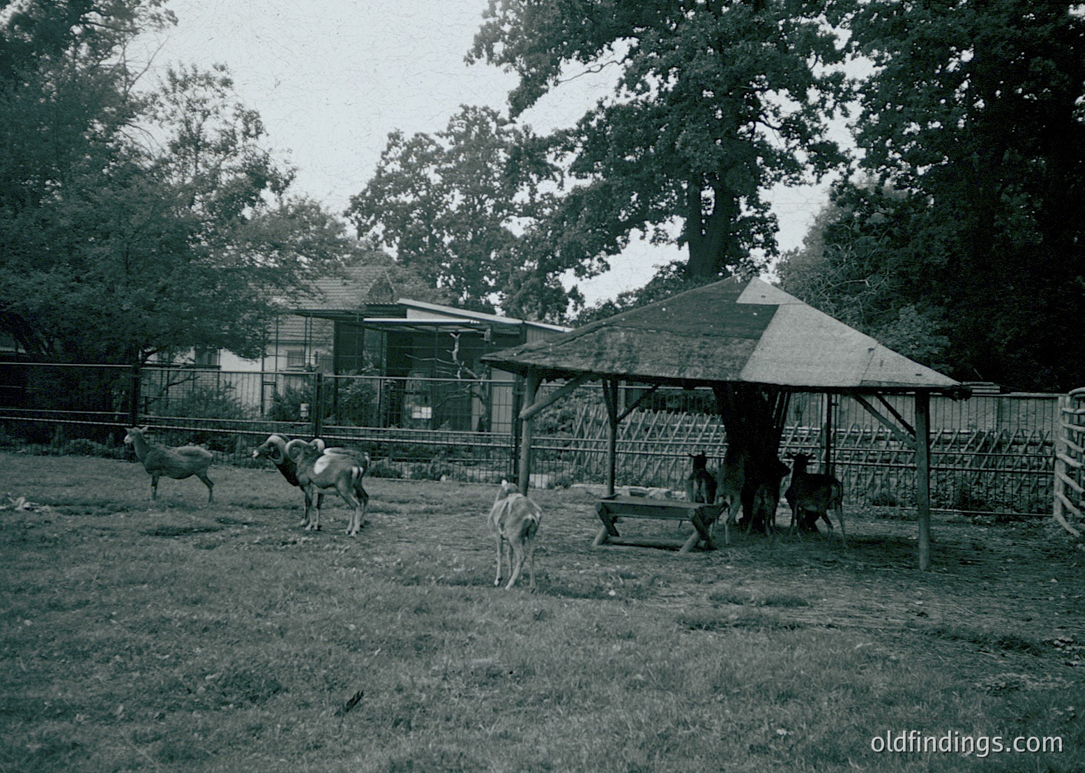 Black-and-white rural scene featuring a fenced enclosure with six cows and a dog. Wooden shelter with sloped roof provides shade. Surrounding trees and grassy area suggest a farm or countryside setting. Likely mid-20th century.