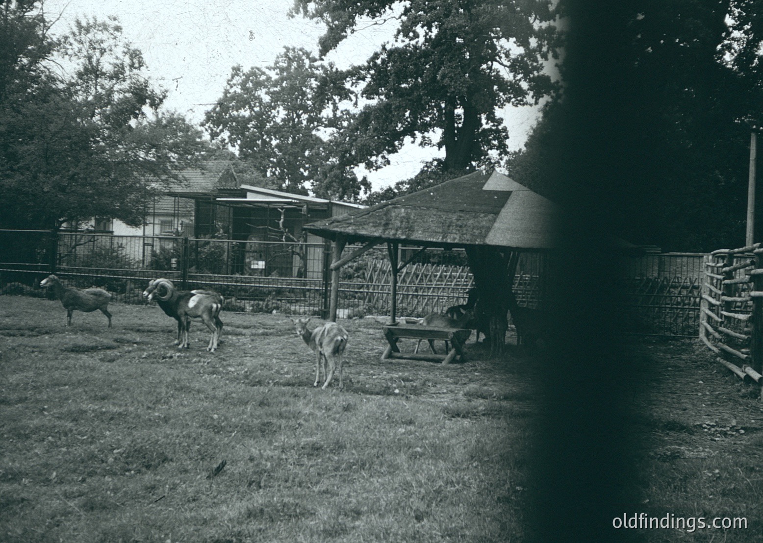 Black-and-white rural scene featuring a small livestock enclosure with three sheep and a dog. Wooden shelter and fenced area suggest a farm or homestead setting. Grass appears well-maintained, with trees providing shade. Likely late 20th century based on clothing and structure style.