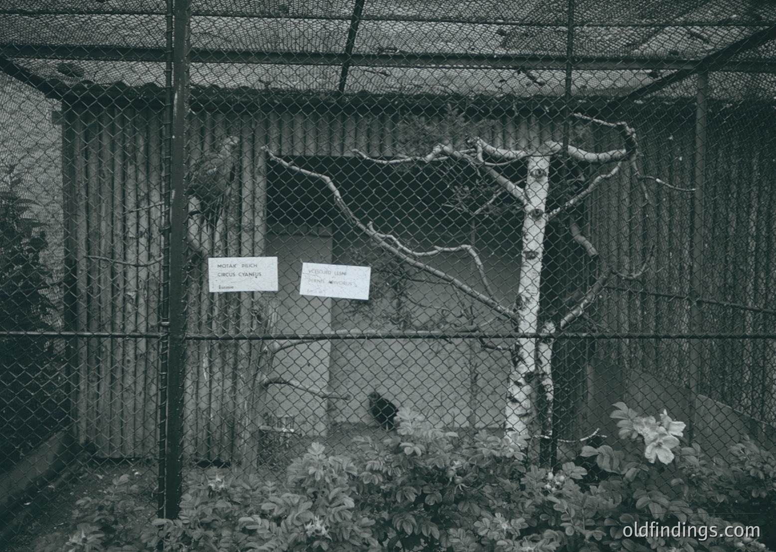 Black-and-white photo of a gated enclosure with two signs reading "No Entry" and "Private Property." Chain-link fence and barbed wire atop. Overgrown foliage and a single tree branch in foreground. Likely mid-20th century industrial or restricted area.