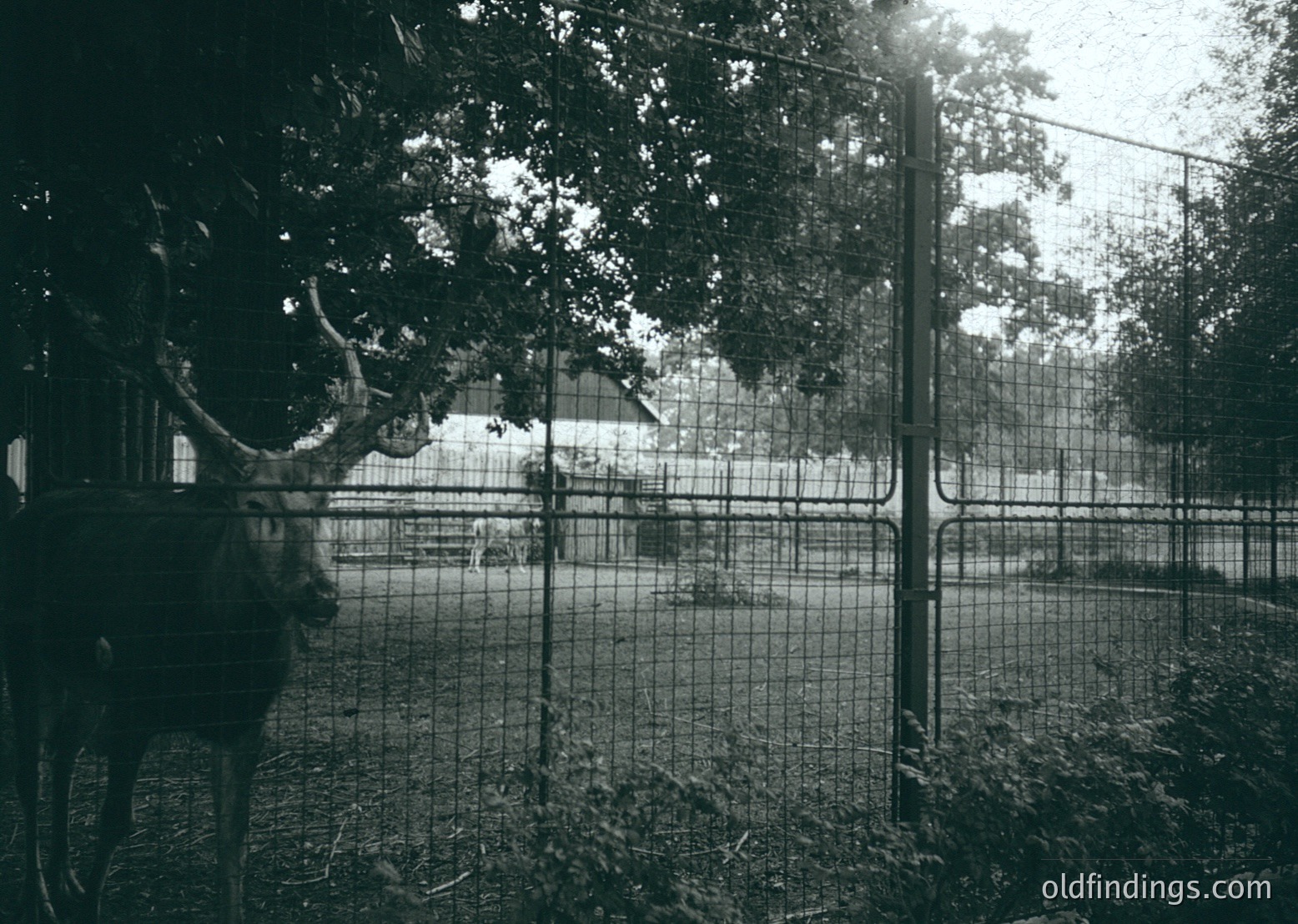 A black-and-white photo of a deer behind a chain-link fence, framed by tree branches. The animal’s antlers dominate the left side, while sunlight filters through leaves. Likely a mid-20th century zoo or wildlife park setting.
