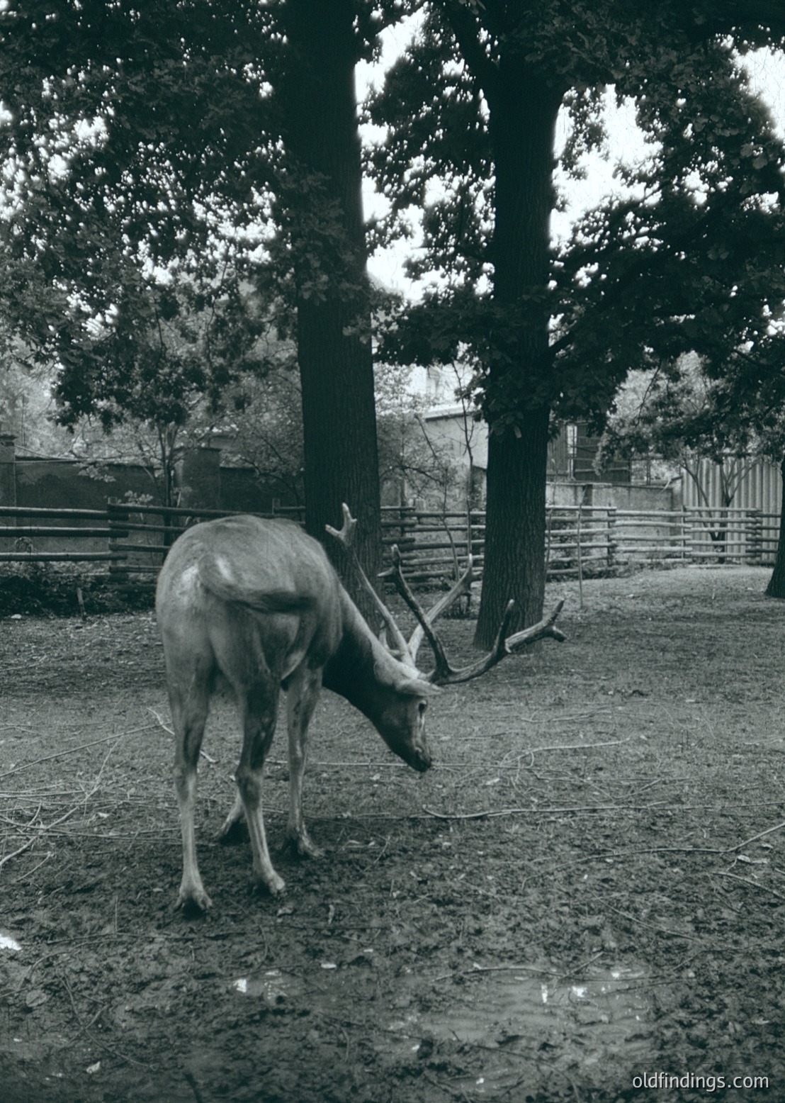 A lone deer grazes in a rustic, wooded enclosure with wooden fencing and scattered logs. The scene evokes a rural, possibly early-to-mid 20th-century farm or wildlife reserve.