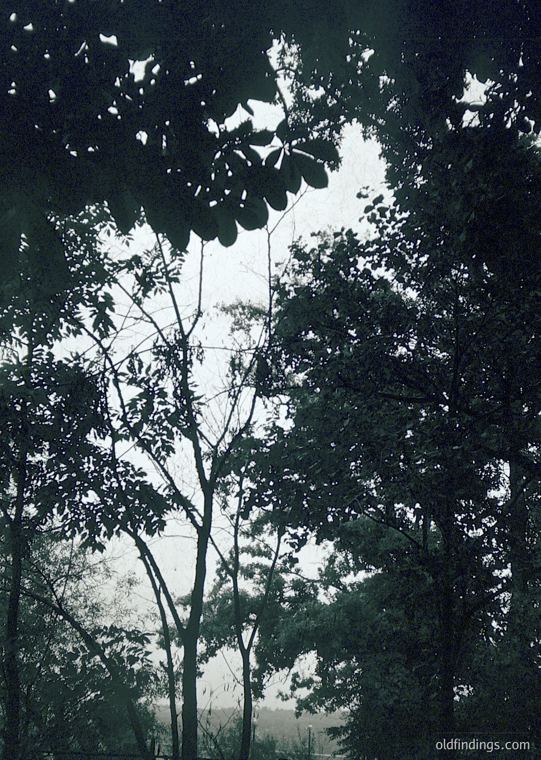 High-contrast black-and-white forest scene with dramatic dappled sunlight filtering through dense foliage. Tree trunks and branches dominate the composition, creating intricate shadow patterns on the ground. Likely mid-20th century due to monochrome aesthetic.