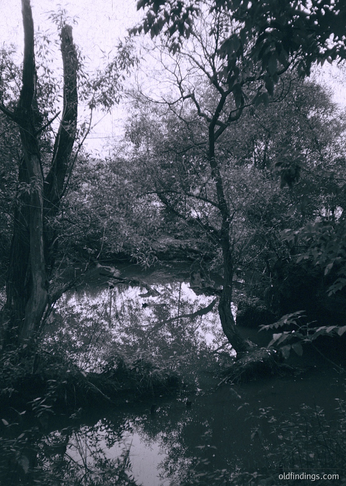 Black-and-white forest scene featuring a serene pond surrounded by mature trees with gnarled branches and reflective water. Overcast lighting enhances moody, atmospheric texture. Likely mid-20th century due to monochrome style.