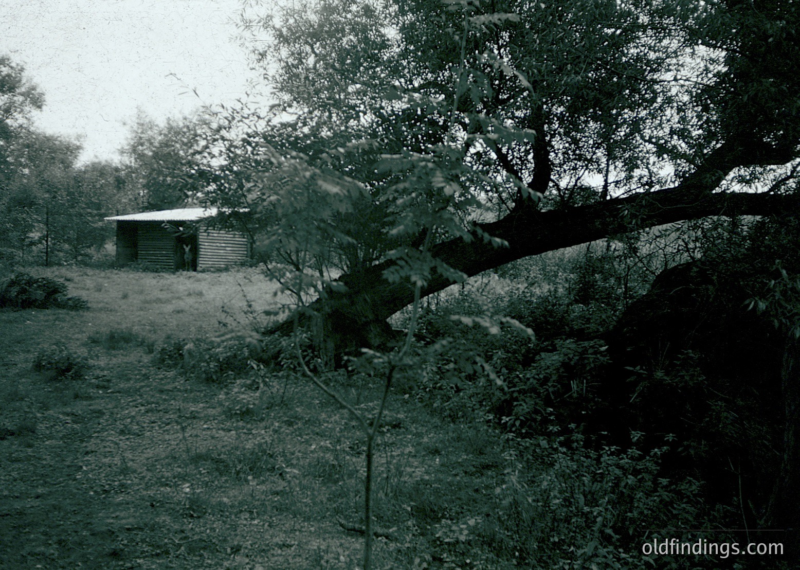Black-and-white rural scene featuring a small wooden shed surrounded by dense foliage and overgrown brush. The shed’s corrugated metal roof contrasts with the natural surroundings, suggesting abandonment or minimal use. Fog or mist obscures distant details, adding a timeless, atmospheric quality. Likely mid-20th century based on architectural style and photographic grain.