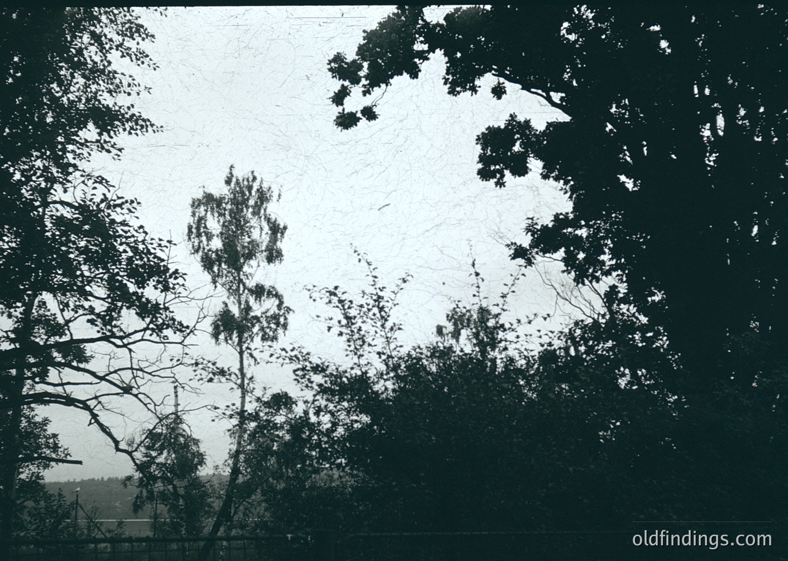 Vintage black-and-white shot of dense forest canopy with tall, slender trees framing the sky. Light filtering through leaves creates intricate patterns. Likely mid-20th century, possibly . Ideal for nature, vintage, or historical research.