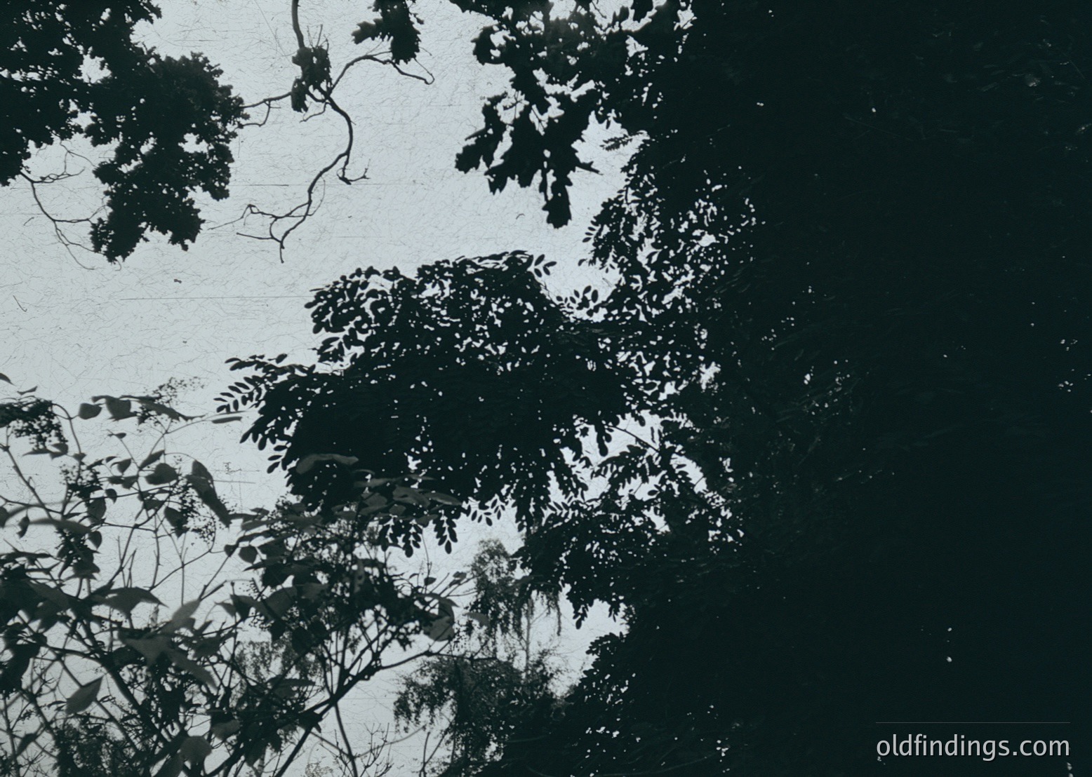 High-contrast black-and-white shot of dense foliage silhouetted against a bright sky, likely midday sunlight. Leaves appear broad and textured, suggesting mature trees. Composition emphasizes natural light contrast and organic shapes. Ideal for vintage-inspired design or botanical studies.