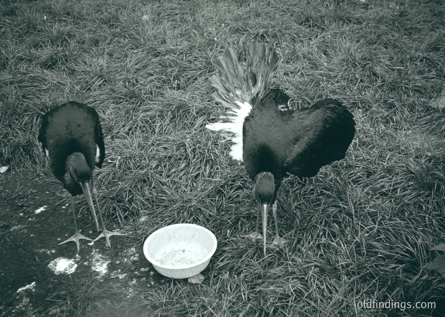 Two roosters in a grassy enclosure, one with upright feathers and a prominent comb, facing away from a shallow white bowl. Black-and-white vintage aesthetic suggests mid-20th century farm or poultry setting.