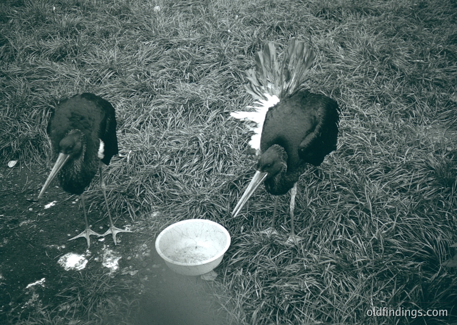 Two large birds, likely peafowl, stand in a grassy area near a shallow water source. Their distinctive long necks and plumage suggest a mid-20th century farm or estate setting. The bowl in the foreground indicates human interaction with wildlife. [Midcentury farm birds near water bowl ]
