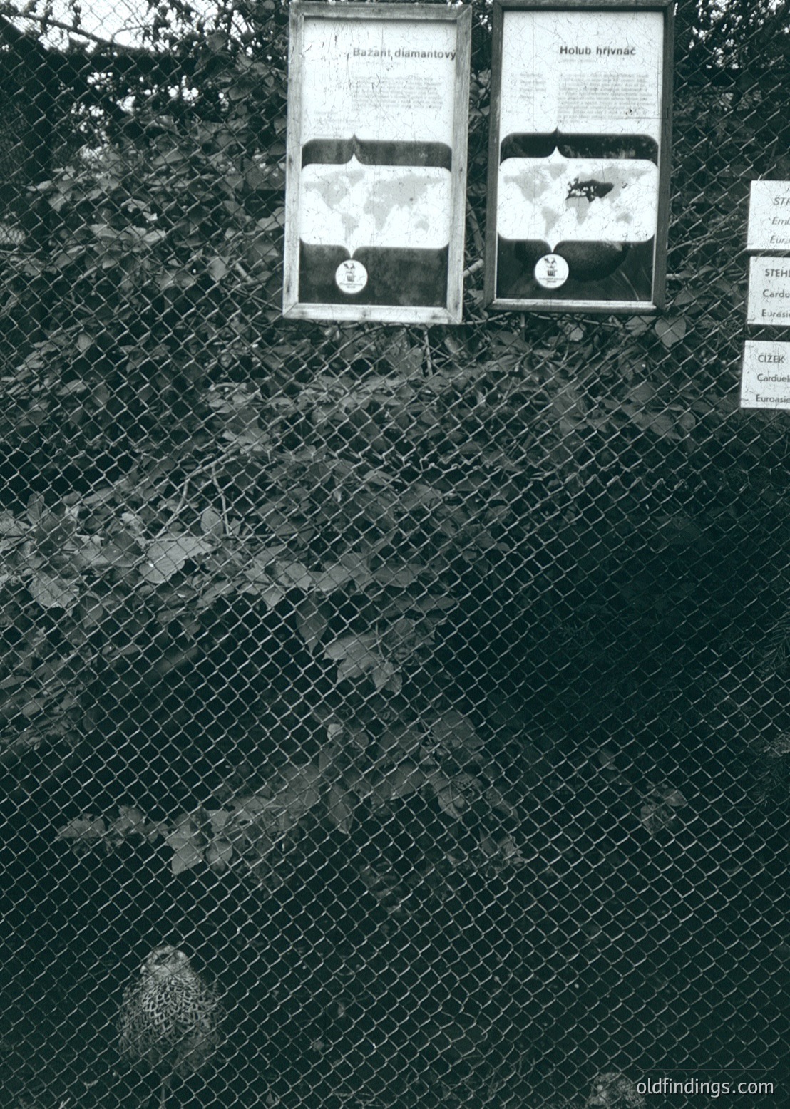Black-and-white signage mounted on chain-link fence, featuring botanical labels in Cyrillic script. Text includes "Елаха, диамантовид" and "Моливено листаче" with circular stamps. Likely a garden or park setting, -1980s era. Ideal for historical botanical research or vintage design references.