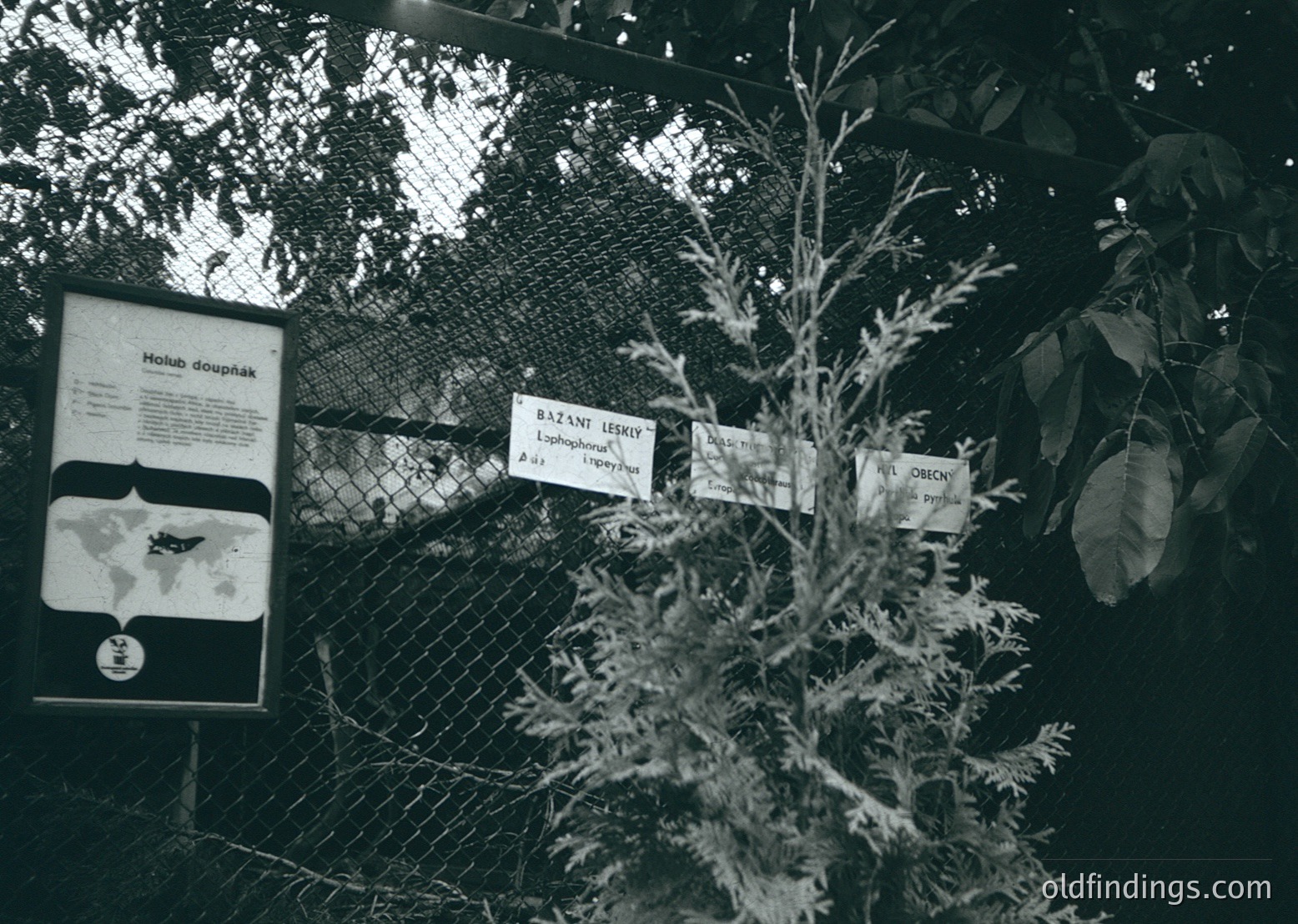 Zoological exhibit signage in black-and-white: Czech labels identify *Holub doupňák*, *Bazant lesklý*, and *Čáp* (Hoopoe, Ring-necked Pheasant, Stork). Fenced enclosure with dense foliage in background. Likely mid-20th century zoo or nature reserve.
