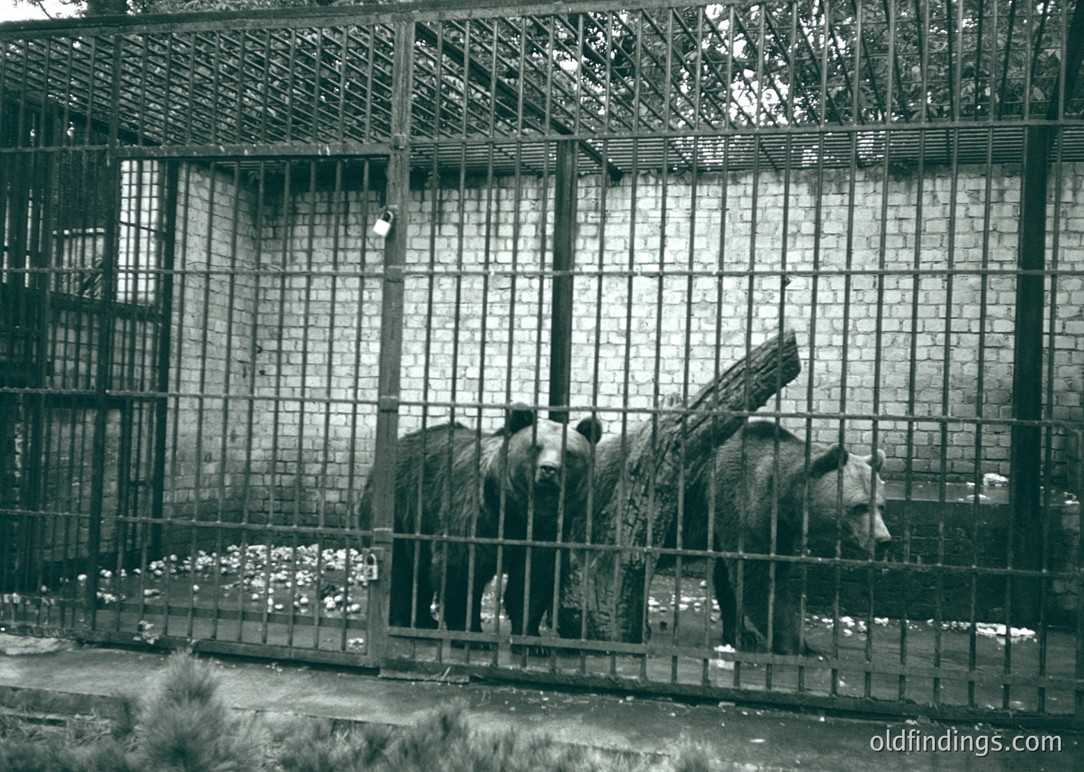 Two polar bears in a mid-20th century zoo enclosure, likely , with metal bars and a concrete floor. The bears appear confined in an outdoor exhibit with minimal environmental enrichment. Historical context suggests early zoo design practices.