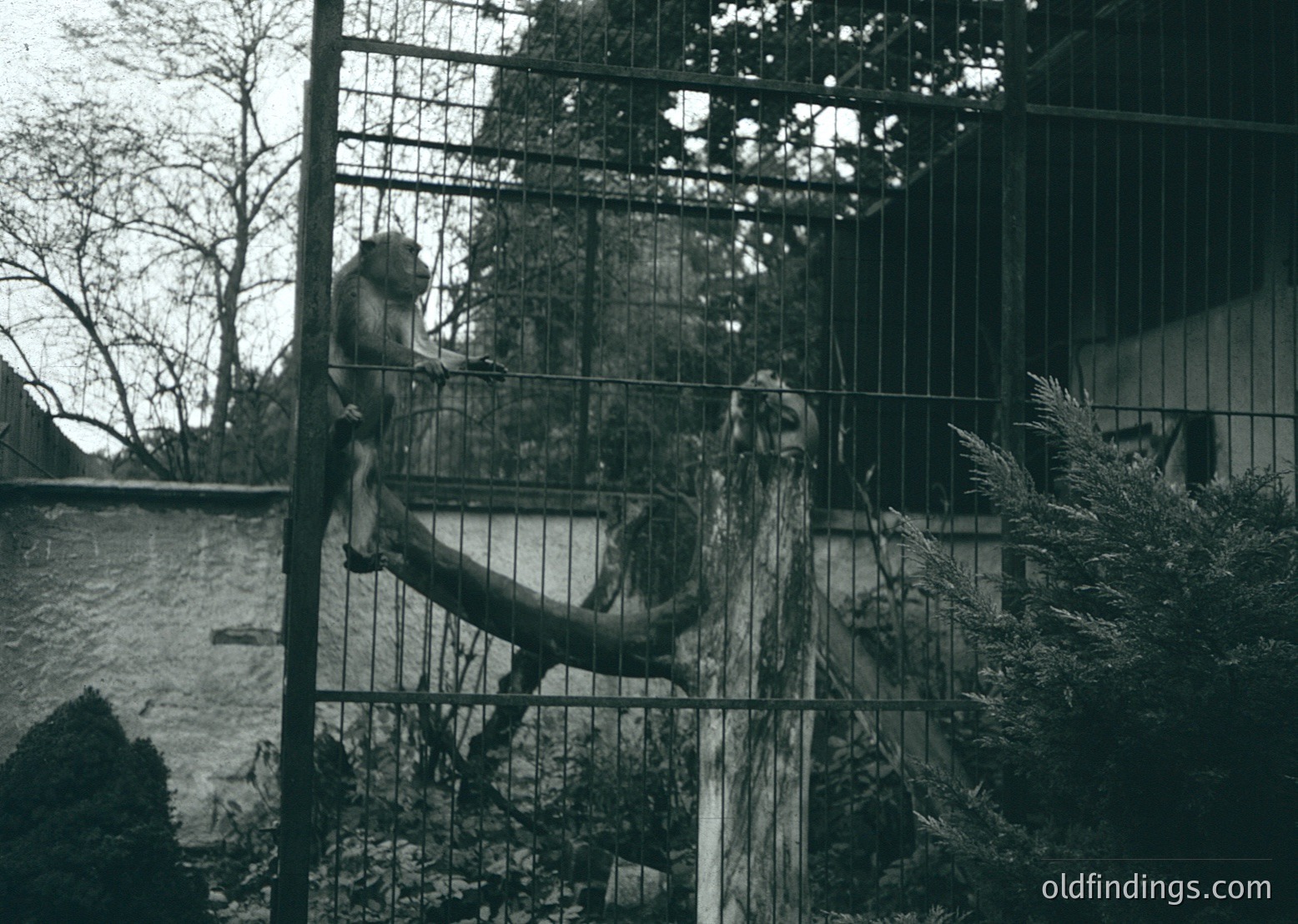 Monkey clinging to a horizontal bar inside a gated enclosure, surrounded by vertical metal bars. Background shows a pond with rocks and foliage. Likely a mid-20th century zoo or wildlife exhibit.