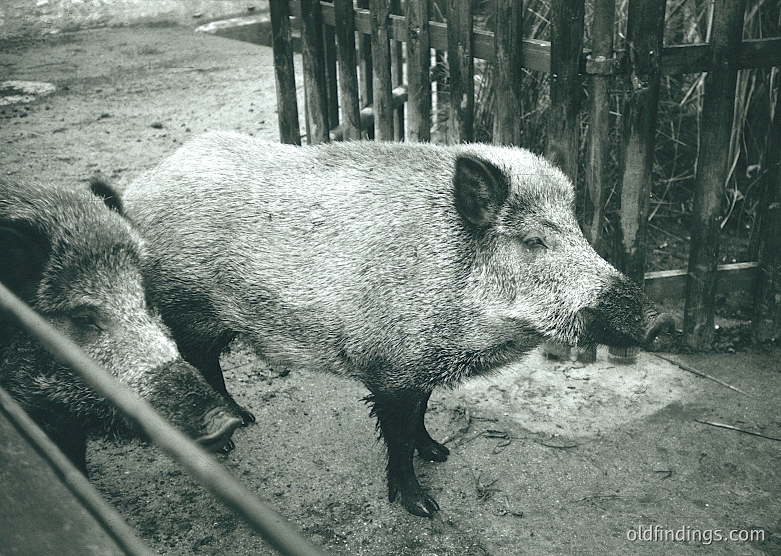 Monochrome image of a wild boar in an enclosed, rustic pen. Coarse fur and tusked snout suggest mature specimen. Muddy ground and wooden fence indicate rural, agricultural setting. Black-and-white aesthetic enhances texture and mood.