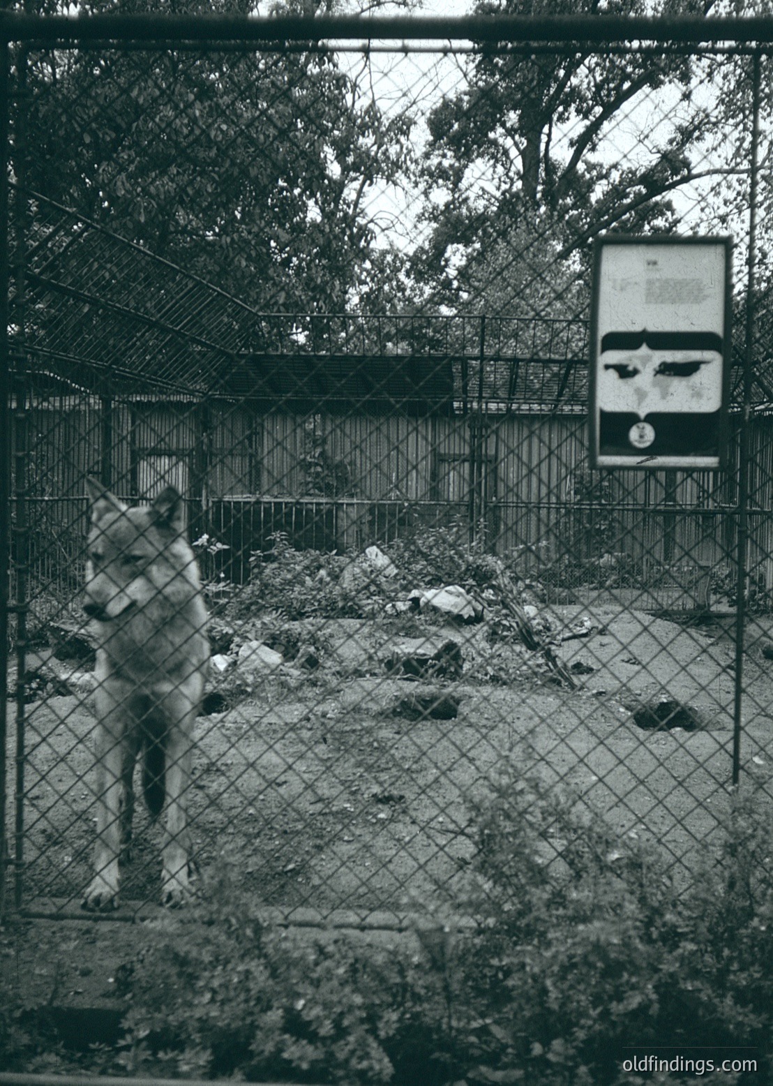 Mid-20th century zoo enclosure featuring a wolf behind chain-link fencing. Signage with text and a skull emblem indicates restricted access. Dense foliage and rocky terrain visible.