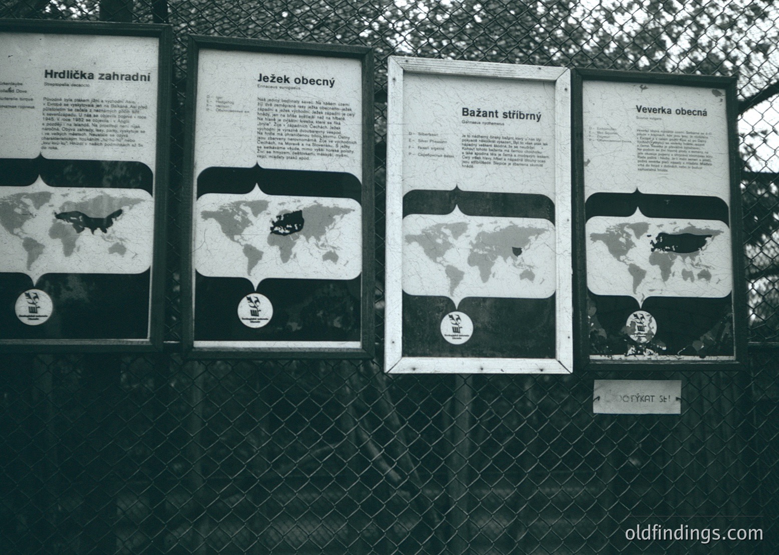 Vintage wildlife info panels in a Czech zoo, featuring black-and-white maps of global habitats for hedgehogs, badgers, and squirrels. Text in Czech highlights native ranges. Mid-20th century design with retro typography.