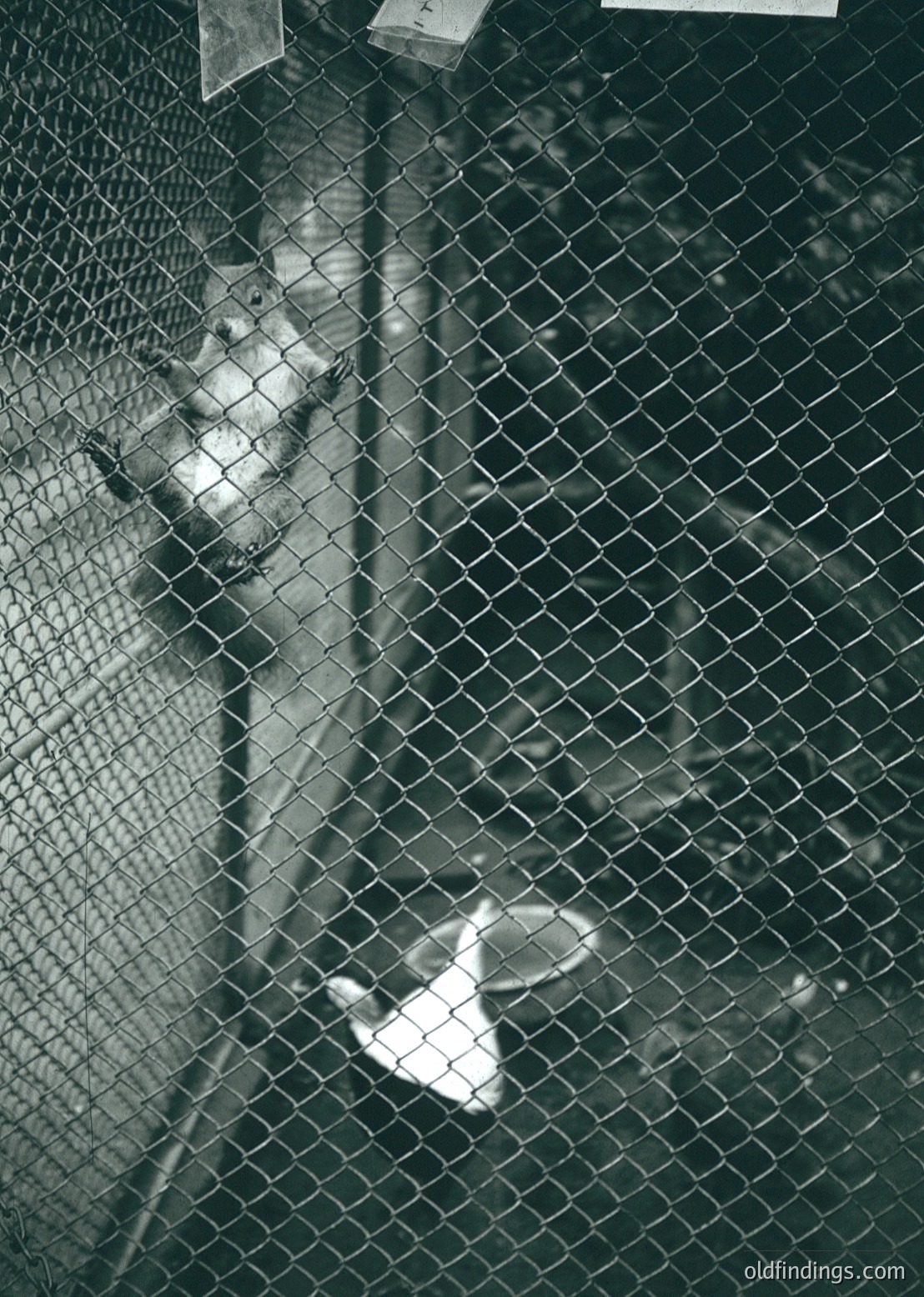 Black-and-white close-up of a child peering through chain-link fence mesh, hands resting on top. Mid-20th century urban or industrial setting suggested by fence texture and lighting. Evokes themes of confinement or curiosity.