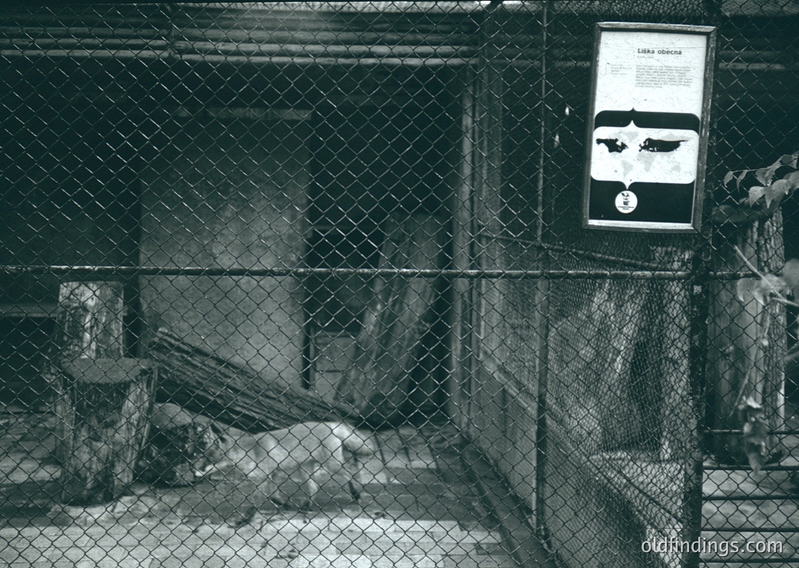 Black-and-white shot of a zoo enclosure featuring a resting polar bear behind chain-link fencing. Informational signboard on right displays "Lake District" and a silhouette of a fish. Mid-century design elements suggest or era. Ideal for wildlife, historical, and educational archives.