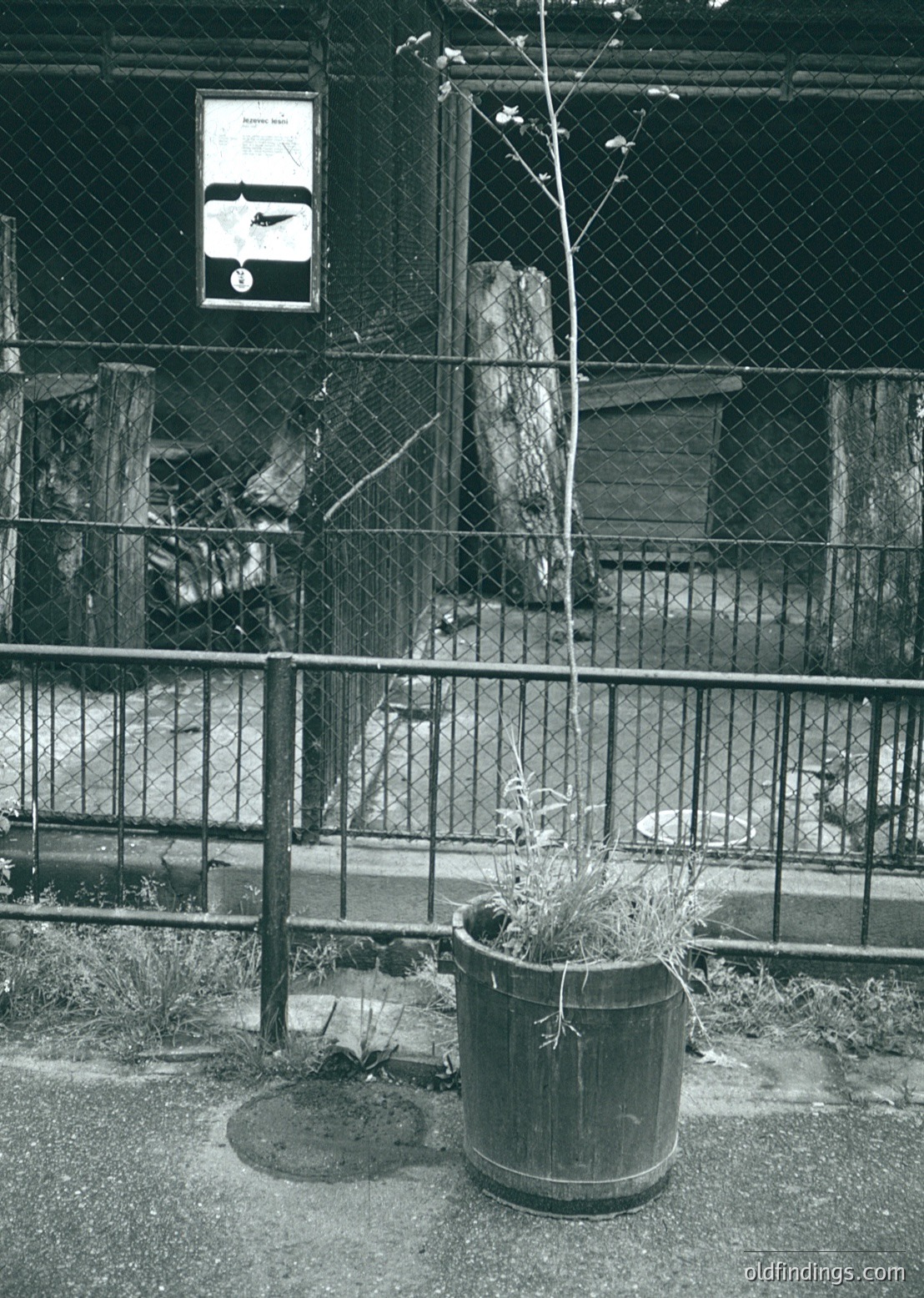 Black-and-white urban scene featuring a chain-link fence enclosing a small, neglected courtyard. A rusted metal barrel with sparse vegetation sits on pavement beside a manhole cover. A signpost with a black-and-white logo (likely a public transit or utility marker) is visible behind the fence. Industrial-era architecture and overgrown foliage suggest mid-20th century abandonment.
