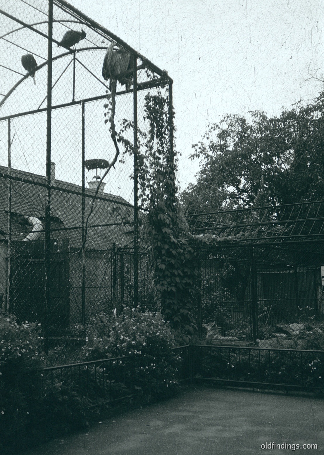 Mid-20th century zoo enclosure with climbing structure for primates. Metal mesh fencing and concrete base dominate the scene. Dense foliage and climbing ropes create a naturalistic habitat. Likely or design, emphasizing early zoo architecture.