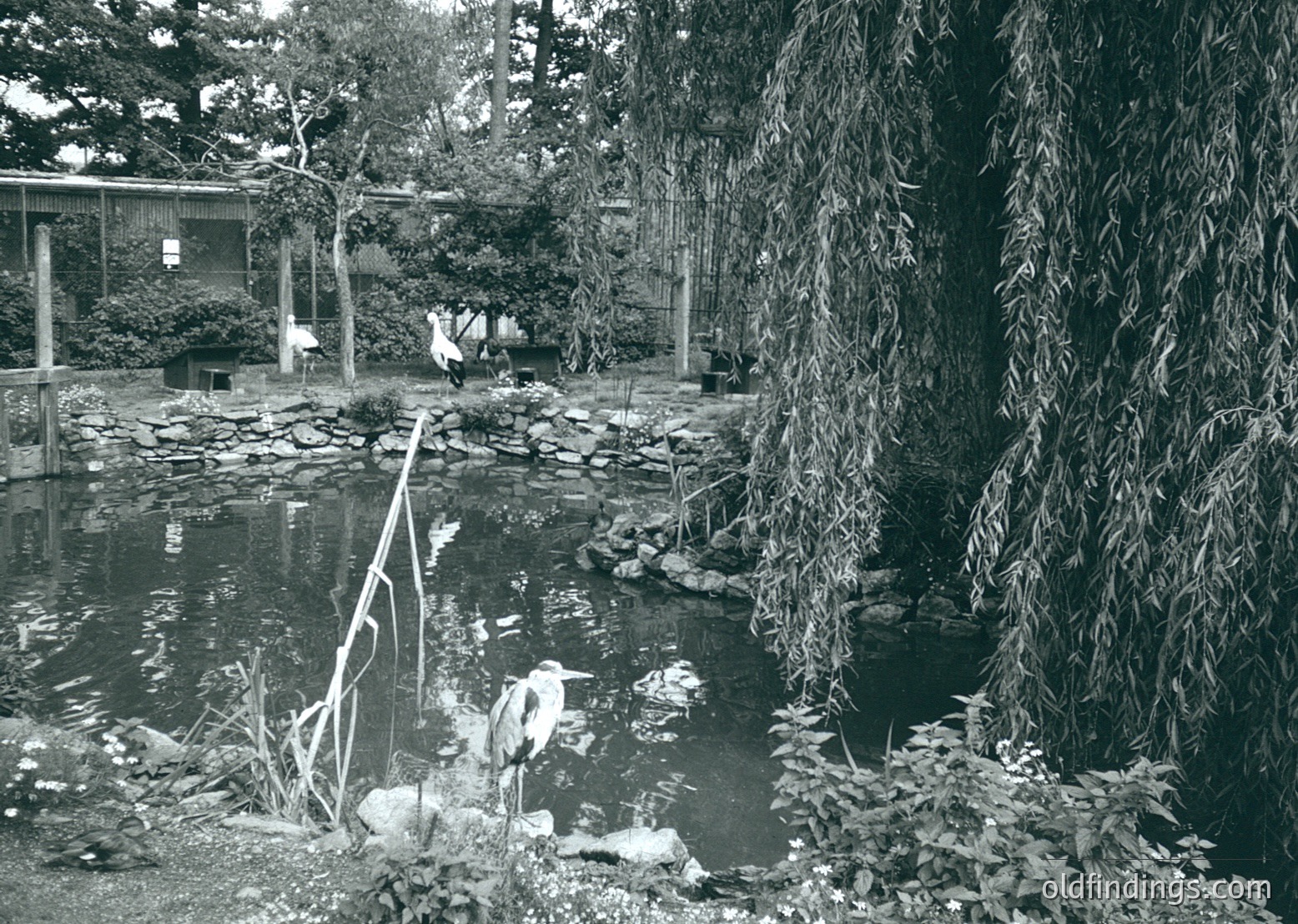 Japanese Zen garden pond with cascading willow branches framing a serene water feature. Rocks, stepping stones, and minimalist landscaping evoke tranquility. Mid-20th century architectural style visible in background structures.