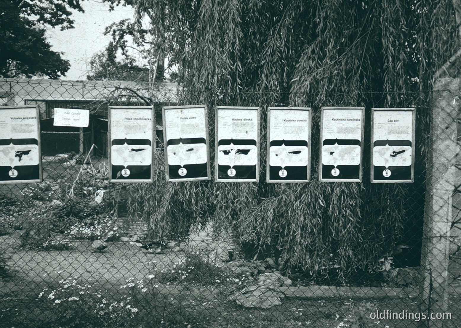Black-and-white posters depicting firearms with Cyrillic text, mounted on a chain-link fence. Likely Soviet-era propaganda or informational displays, emphasizing weapon identification ( ).
