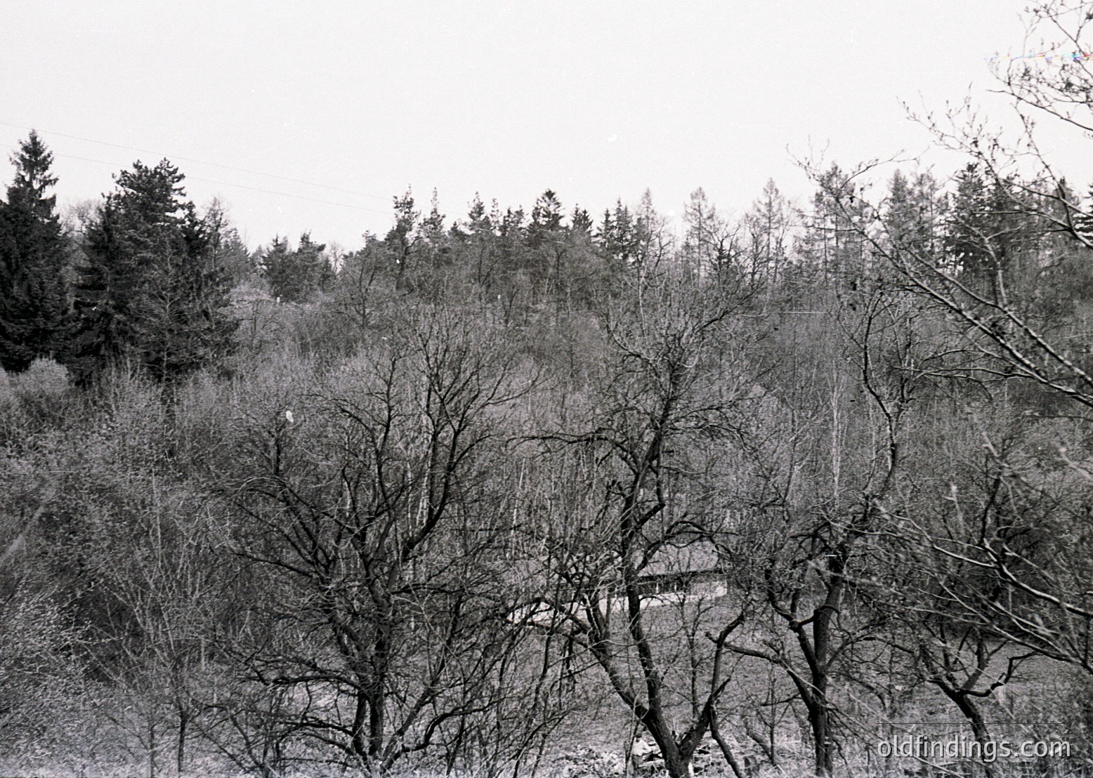 Black-and-white forest scene with sparse, leafless trees and dense undergrowth. A lone, partially obscured structure—likely a small building or ruin—sits in the lower right. Overcast sky enhances moody, atmospheric lighting.