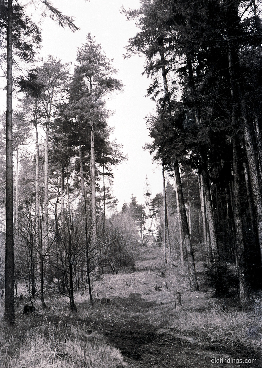 Dense forest path flanked by tall, slender coniferous trees, likely pines, with dappled sunlight filtering through. The ground shows signs of recent logging or clearing. Black-and-white monochrome suggests vintage or historical photography, possibly or . Ideal for nature, environmental, or historical research.