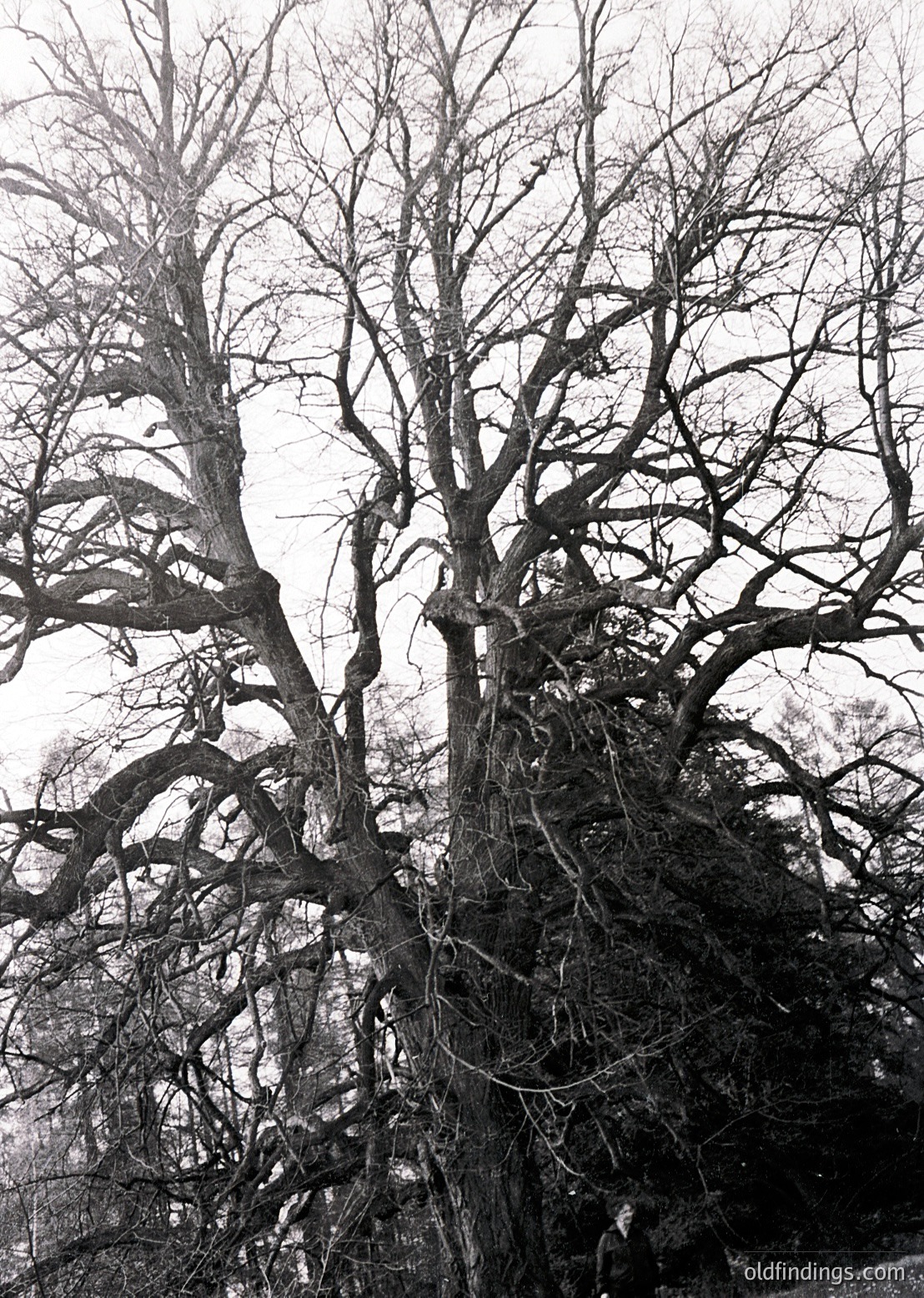 Barren deciduous trees dominate this monochrome landscape, their intricate branches forming a dense, skeletal canopy. The stark contrast highlights natural textures and seasonal transition. Ideal for nature studies or minimalist design references.