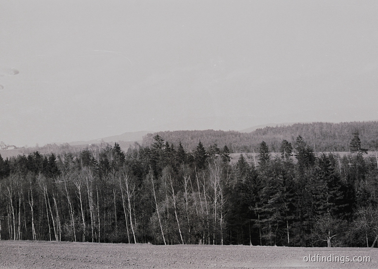Black-and-white landscape featuring leafless deciduous trees in foreground, dense coniferous forest in mid-ground, and rolling hills under overcast sky. Evokes early-to-mid 20th-century rural European agricultural scene. Potential , , , , --- *Note: Exact location/time indeterminate but stylistically aligns with mid-20th century European rural photography.*