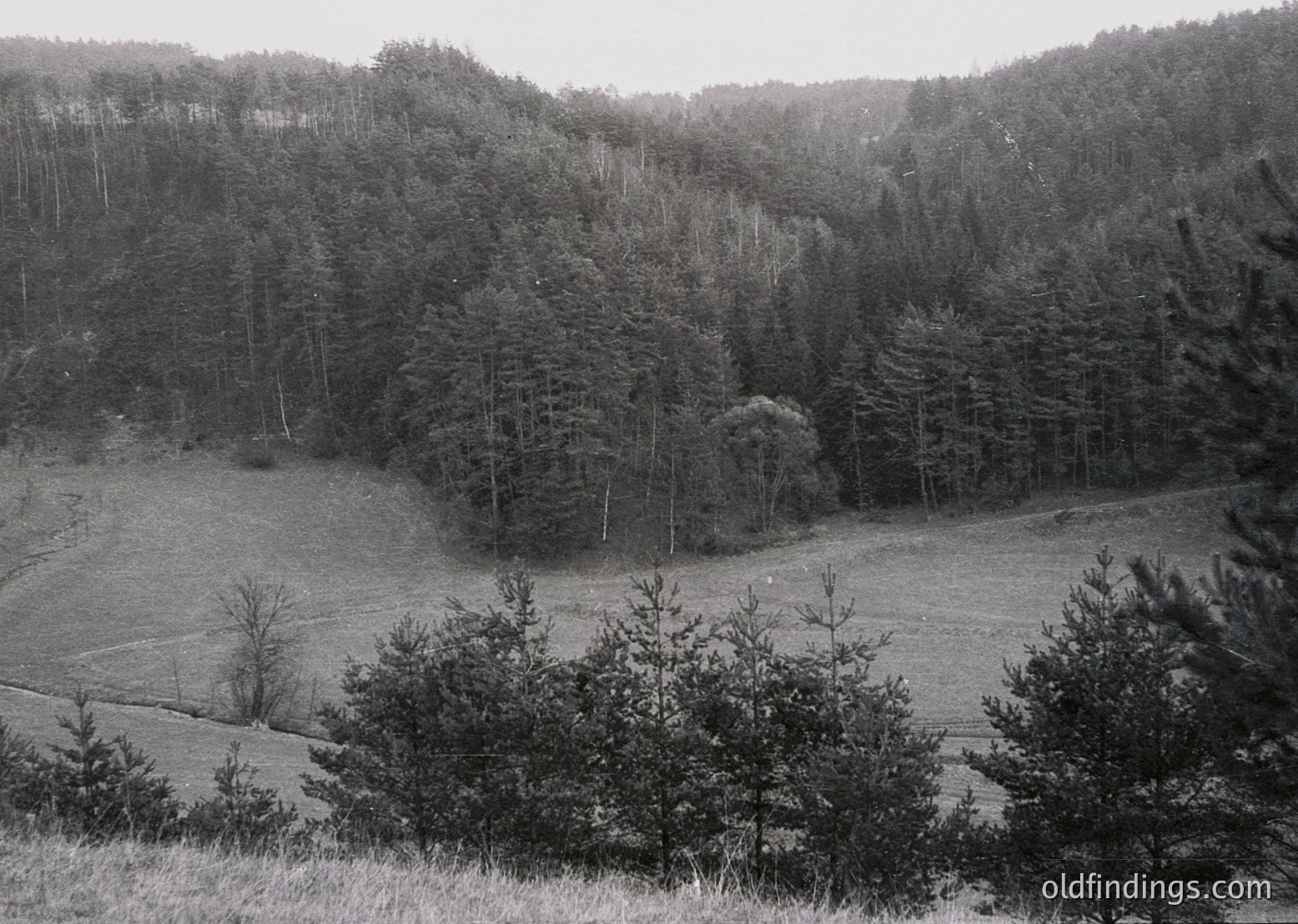 Dense forest landscape with rolling terrain, captured in black-and-white. Tall pine trees dominate the midground, framing a sloping meadow in the foreground. Overcast skies enhance the monochromatic mood, suggesting a misty or early autumn setting.