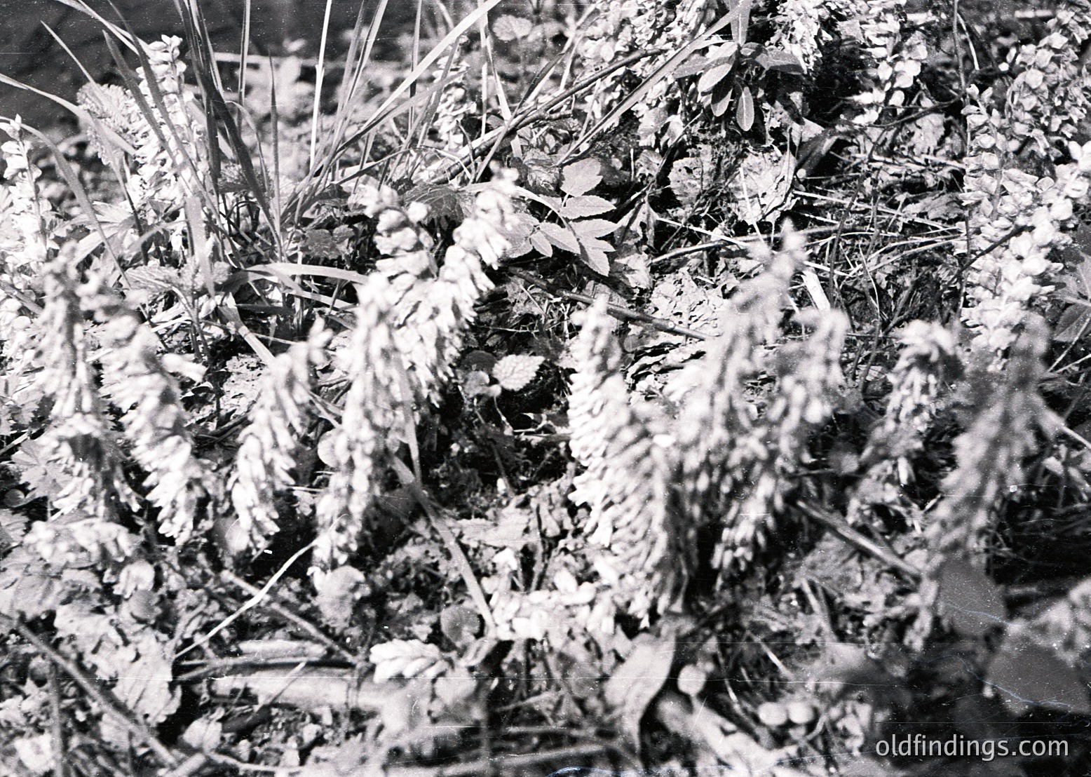 Black-and-white close-up of winter foliage with frost-covered branches and buds. Dense, textured bark and leafless stems create intricate patterns. Likely early 20th-century photographic style.