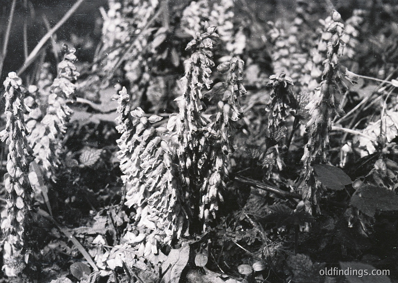 Dense, skeletal tree branches with sparse foliage in late autumn/winter, captured in high-contrast black-and-white. Likely a temperate forest setting. Texture emphasizes barrenness and natural decay.