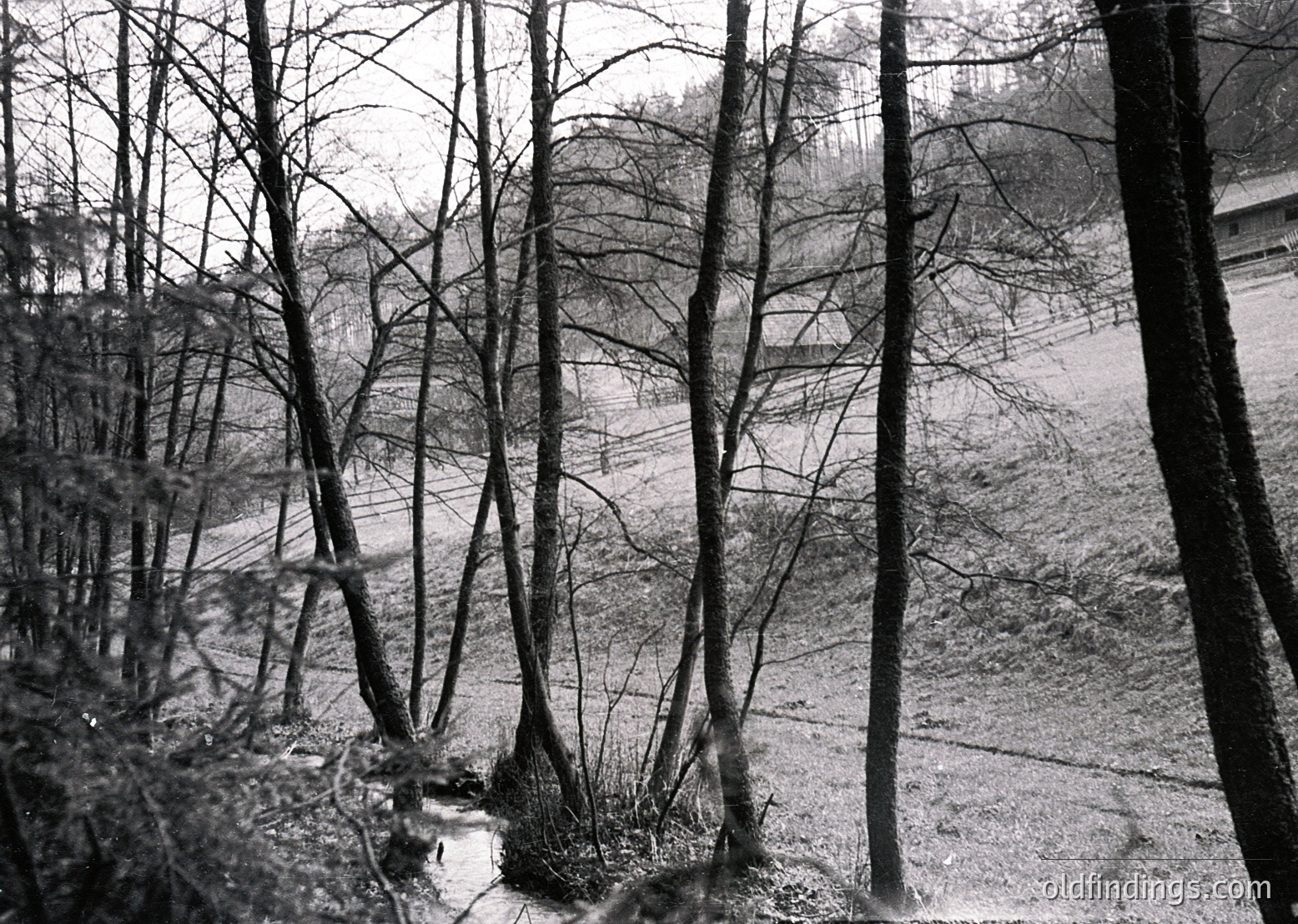 Barren winter forest with skeletal trees framing a misty valley. Black-and-white vintage photograph captures stark branches and muted textures. Likely European temperate climate, early 20th century.