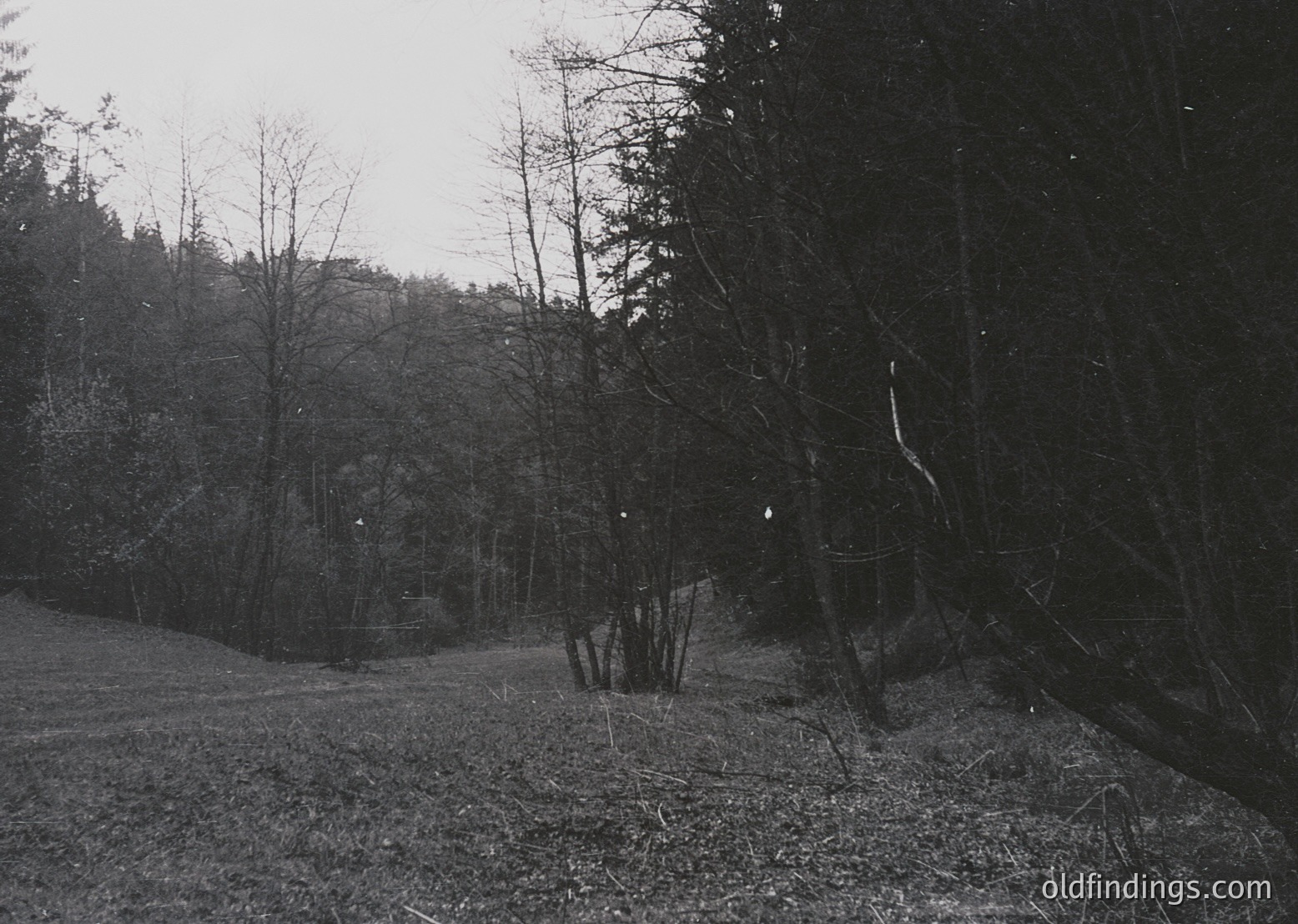 Black-and-white rural scene featuring dense forest with sparse undergrowth, likely late autumn/winter. A lone, partially obscured wooden structure (possibly a cabin or shed) sits in the background. Overgrown grass and fallen leaves dominate the foreground. Style suggests mid-20th century agricultural or forestry setting.