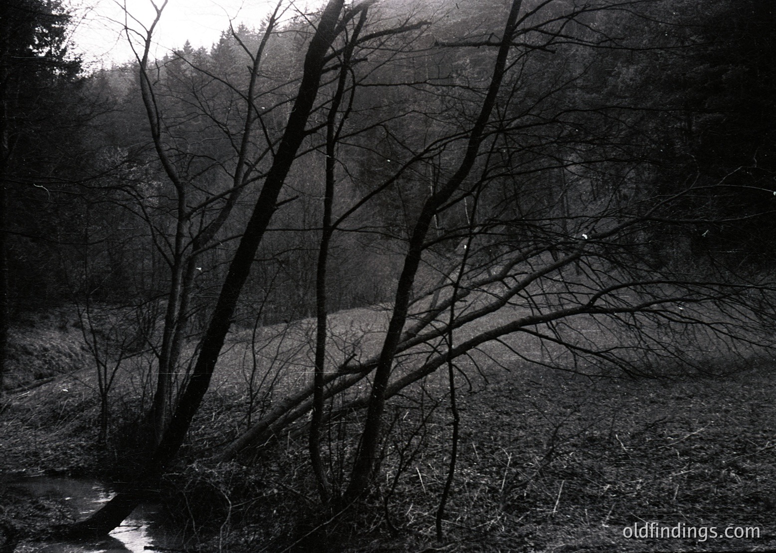 Barren deciduous trees frame a misty riverbank in monochrome, evoking early 20th-century European forest photography. Low-angle composition highlights skeletal branches against dense foliage in the background.