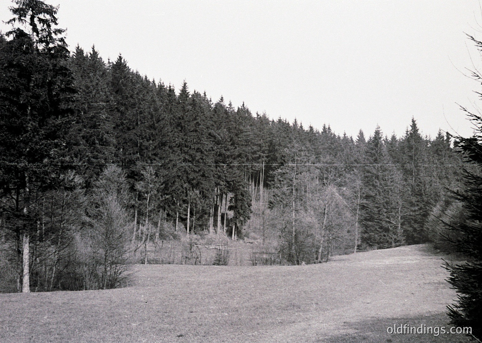 Black-and-white forest scene featuring dense coniferous trees lining a sloped terrain. Bare branches suggest late winter or early spring. Overgrown grass and minimal human presence indicate a remote or preserved area. Potential historical or nature documentary use.
