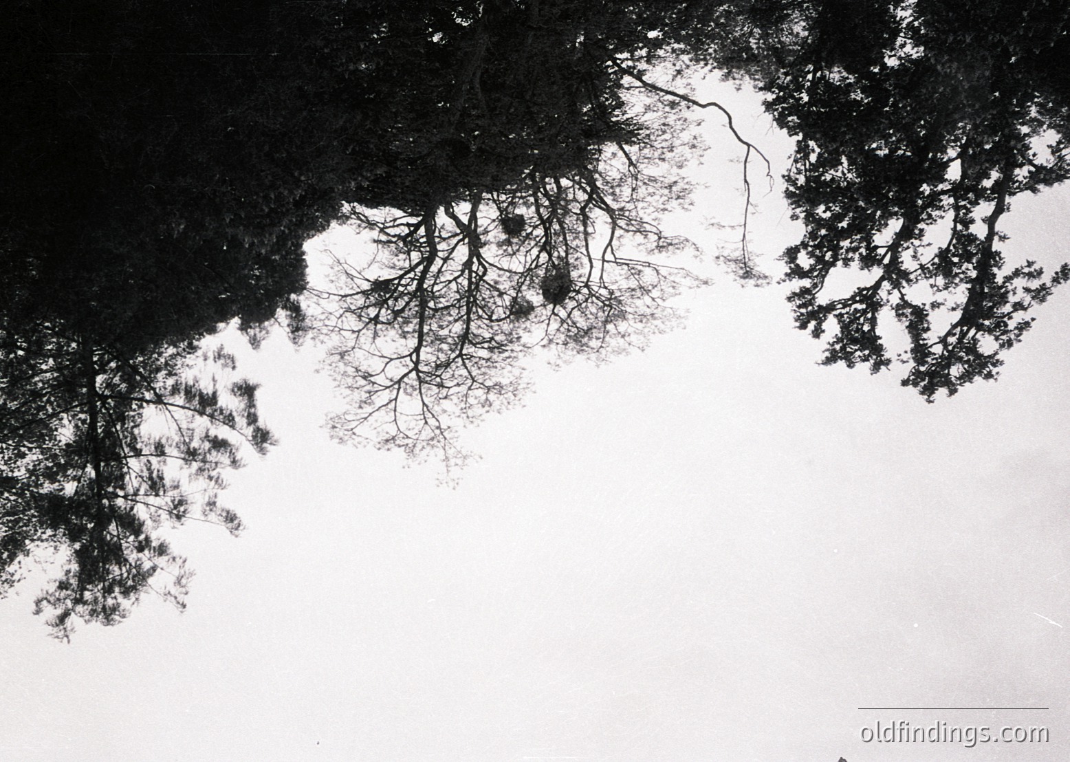 Symmetrical tree reflections in shallow water, high-contrast monochrome. Abstract composition evokes minimalist nature photography. Ideal for mood boards, editorial spreads, or nature-inspired design.