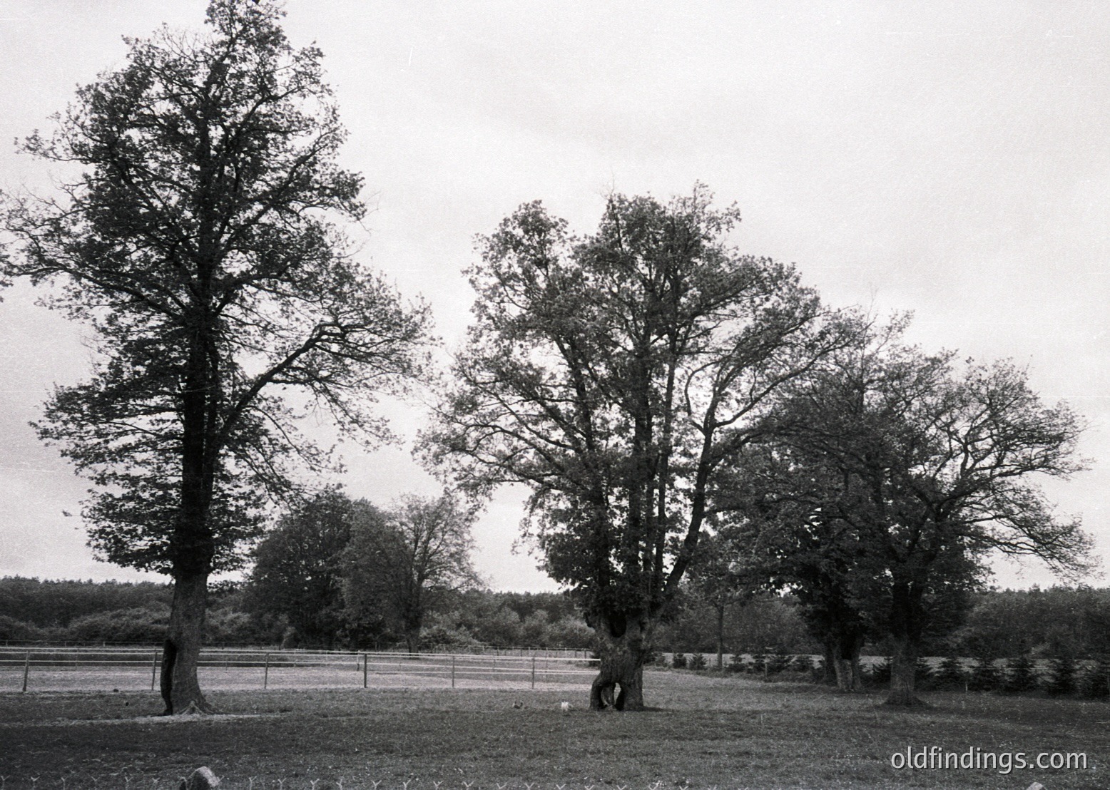 Symmetrical pine tree reflections in still water, framed by distant road and fence. Black-and-white composition captures serene forest stillness. Likely early-to-mid 20th century nature photography.