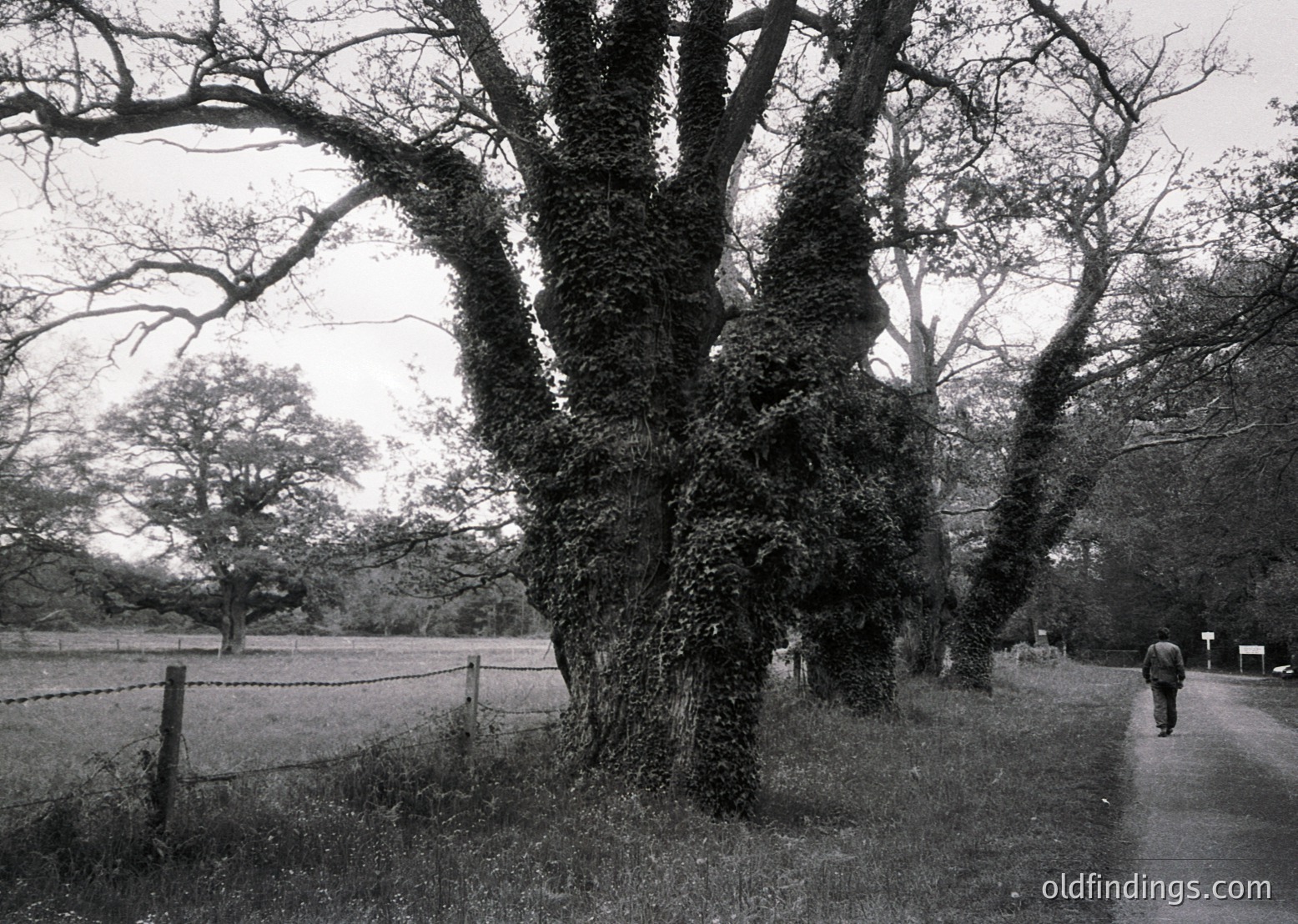 Black-and-white landscape featuring mature trees with gnarled trunks and dense foliage framing a rural pathway. A lone figure walks away from the camera along a gravel road bordered by a wire fence and open field. Mid-20th century rural setting, likely UK or similar temperate climate.