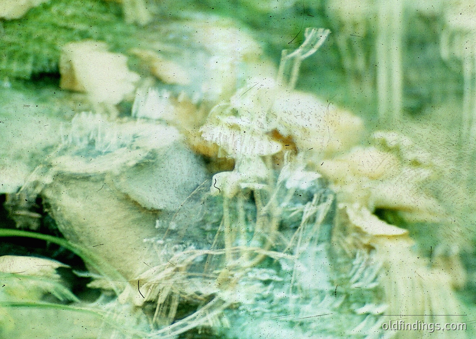 Vintage close-up of blurred, abstract floral textures with muted greens and whites, likely a 35mm slide or film scan. Distinctive petals and stems suggest botanical study or artistic composition.