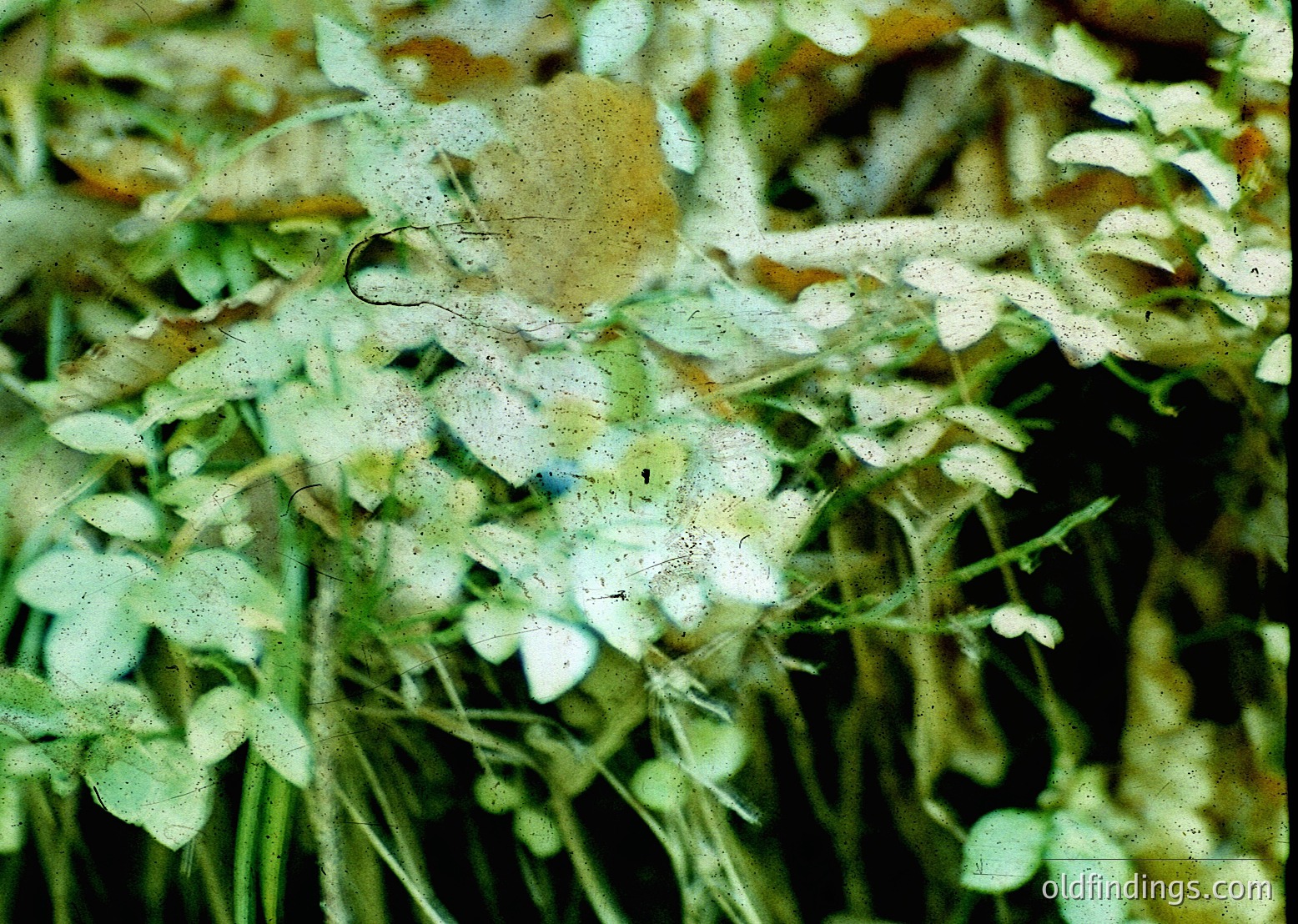 Vintage close-up of faded, aged foliage with a single blackened leaf fragment and dust specks. Likely 1970s–1980s slide film due to color degradation and grain.