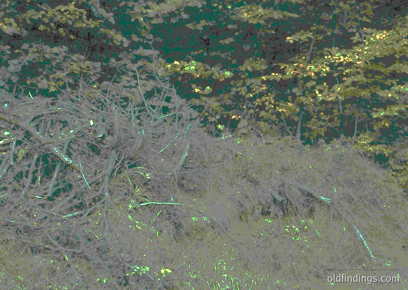 Dense, overgrown vegetation with sparse sunlight filtering through. Dry, leafless branches dominate foreground; vibrant green foliage in mid-ground. Likely Mediterranean or arid climate.