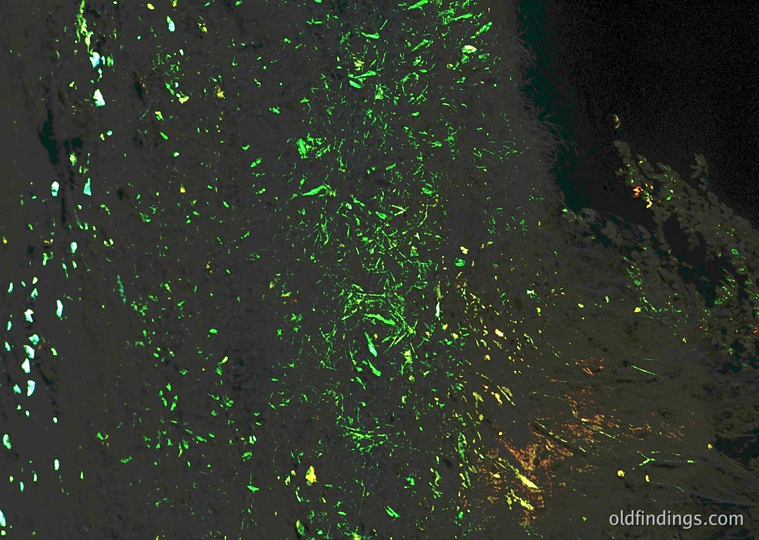 Close-up of bioluminescent algae or plankton covering a dark, wet surface, likely a beach or coastal rock. Glowing green patches contrast sharply with dark substrate, illuminated by ambient light. Potential nighttime marine phenomenon.