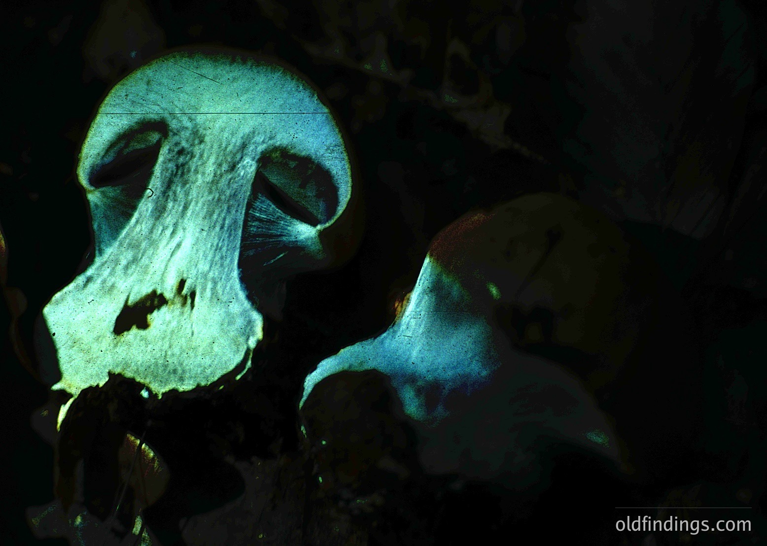 Close-up of a **bioluminescent mushroom** (likely *Mycena chlorophos* or similar) emitting soft green-blue light in a dark forest setting. Unique fungal cap and stem detail highlights natural glow. Ideal for scientific, artistic, or nature-focused visuals.