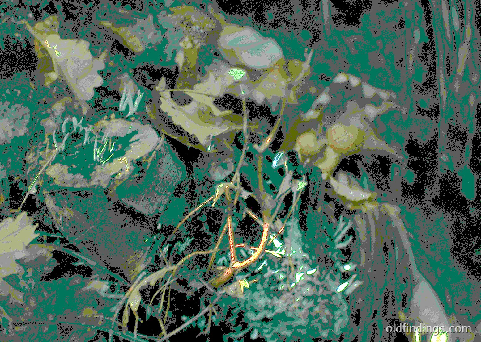 Abstract textured artwork featuring layered, organic forms in muted greens, grays, and whites. Resembles a close-up of marine flora or abstract botanical study. Evokes mid-century modern or minimalist design influences.