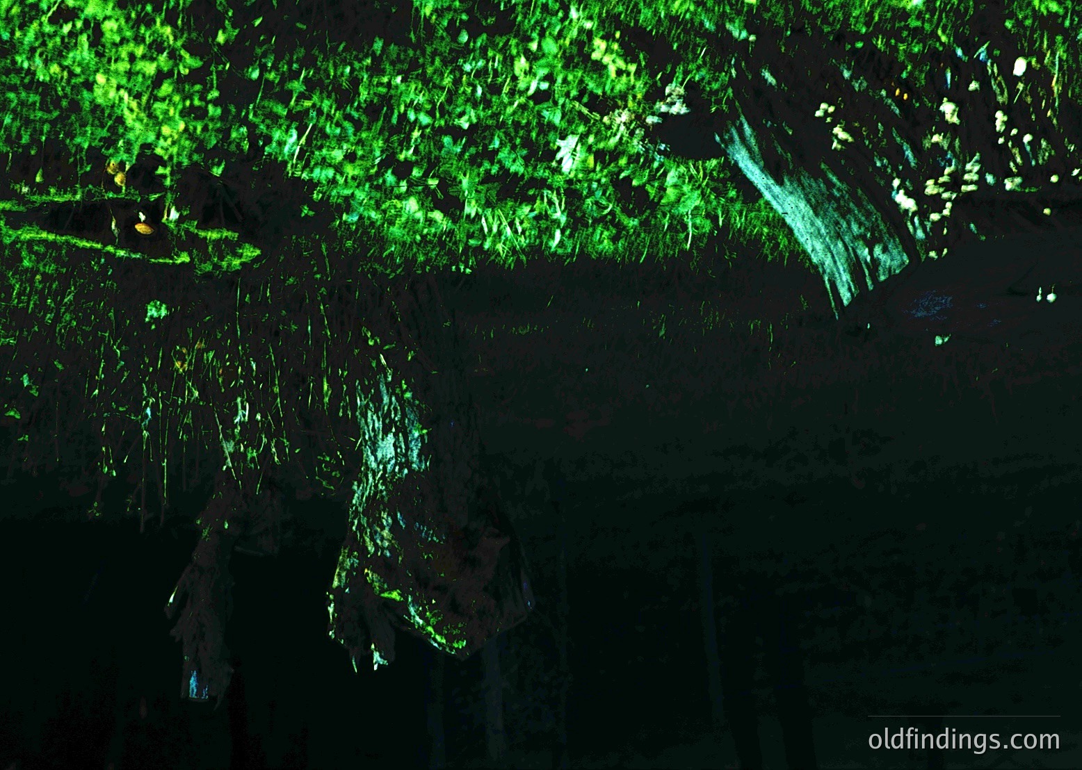 Bioluminescent algae illuminating a dark forest canopy, likely in a coastal or tropical setting. The glowing green hue suggests a natural phenomenon, possibly *Noctiluca scintillans* or similar phytoplankton. Ideal for scientific, nature, or environmental documentation.