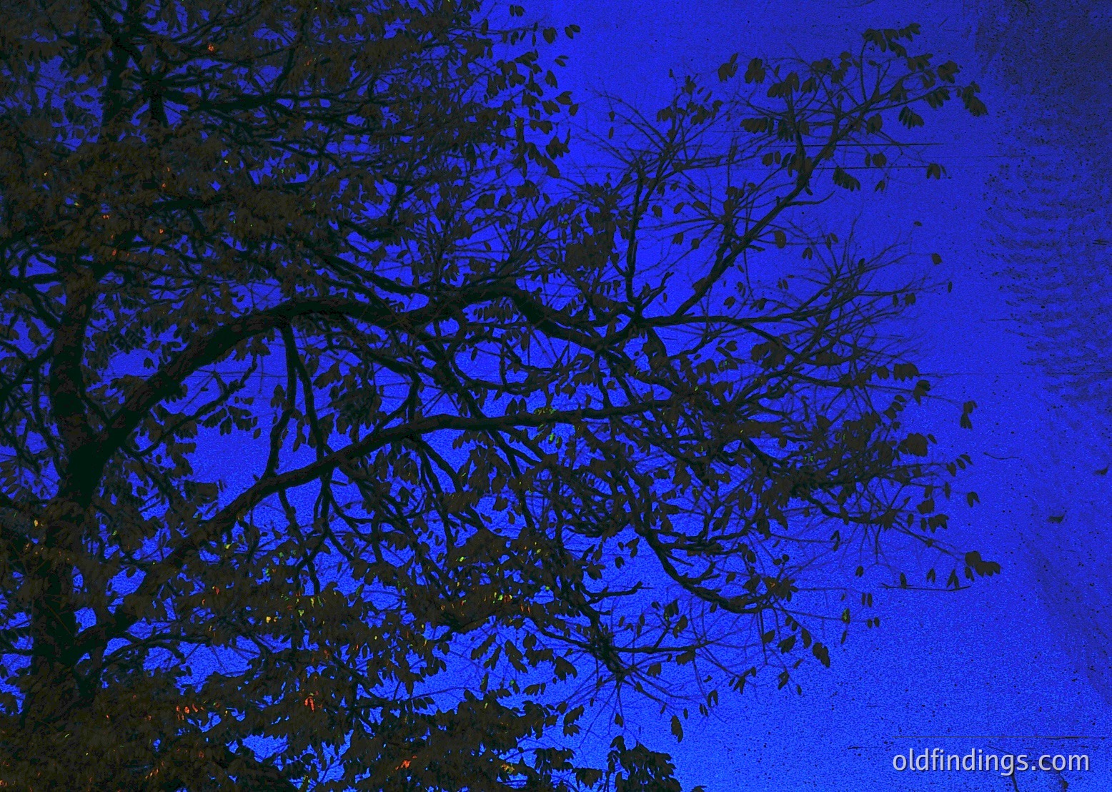 Silhouetted tree branches against a deep blue twilight sky, likely autumnal due to sparse foliage. Natural light creates dramatic contrast. Ideal for mood-driven editorial or travel content.