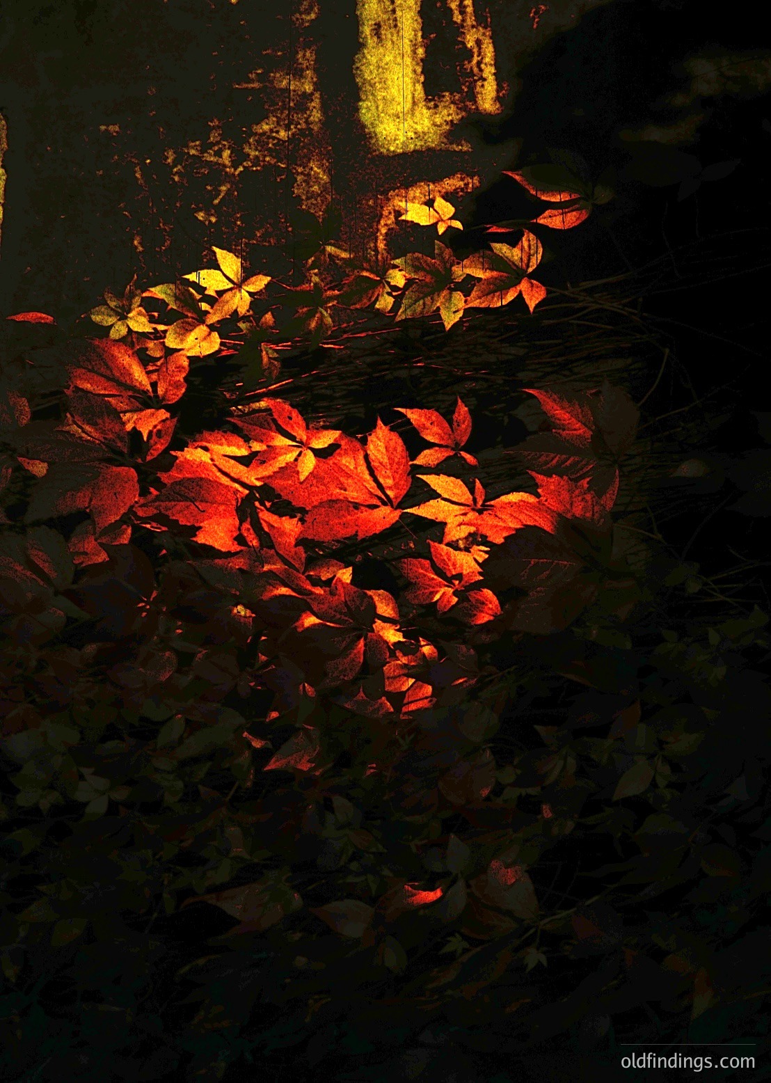Golden autumn foliage reflected in still water, bathed in warm evening light. Dense tree canopy frames vibrant red/orange leaves on the surface, creating a mirror-like effect. Likely a temperate forest or park setting during peak fall season.