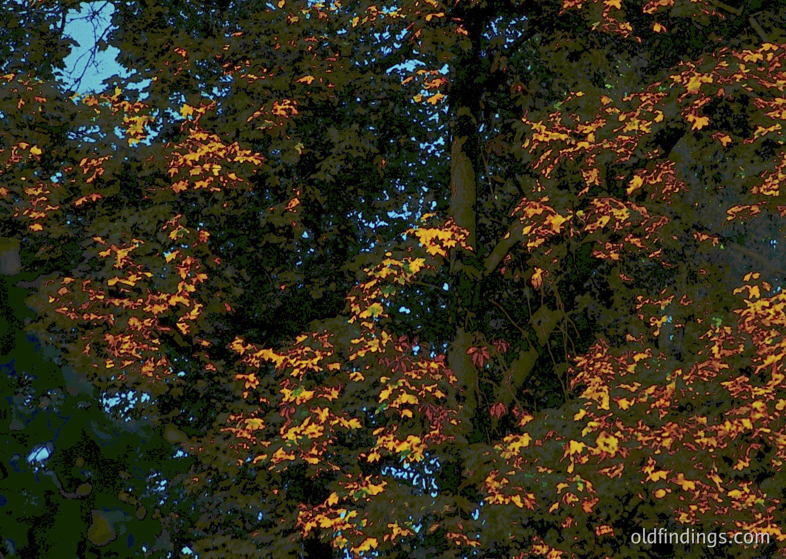 Close-up of autumn foliage transitioning from green to vibrant yellow and red hues. Dense canopy with dappled light filtering through leaves. Ideal for nature, seasonal, and botanical studies.