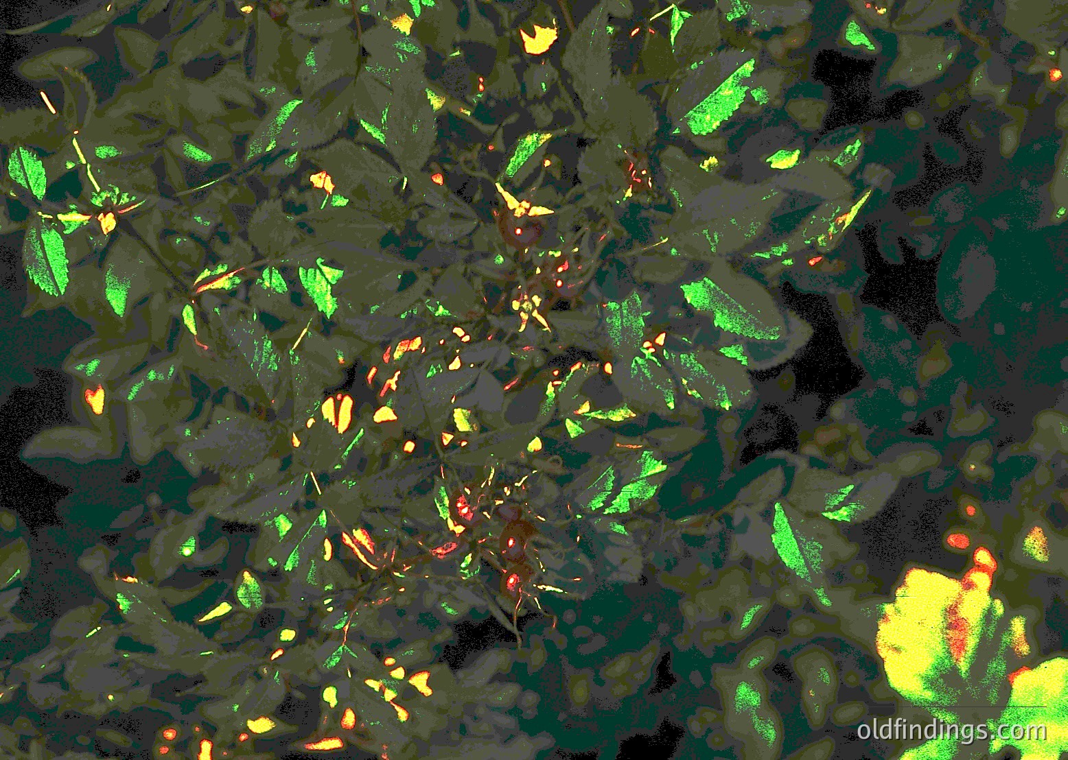 Close-up of autumn foliage with vibrant green, yellow, and orange hues. Reflective surface captures distorted, fragmented leaves in a shallow depth of field. Ideal for nature, abstract, or seasonal stock imagery.